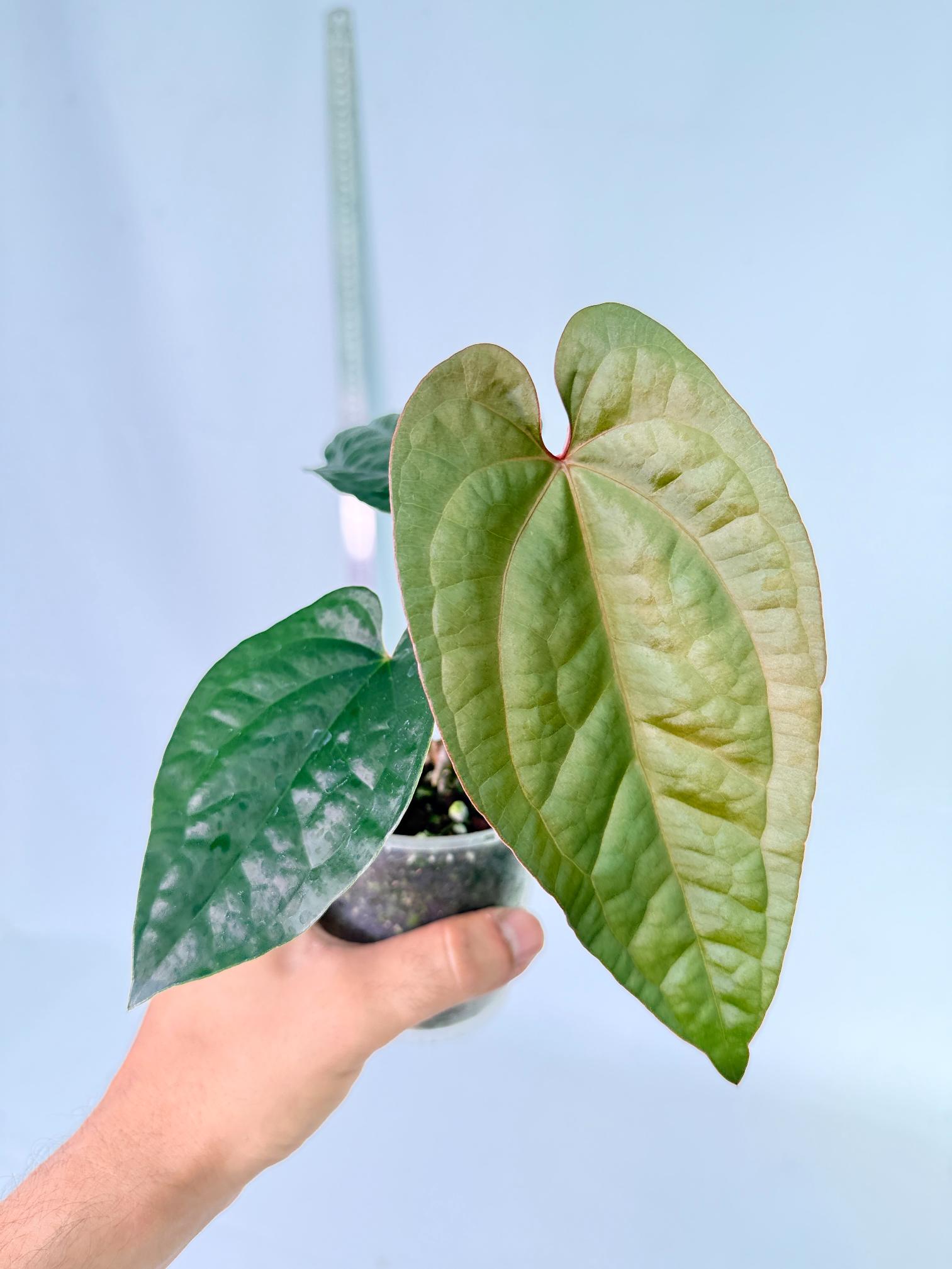 Anthurium Ace of Spades x Luxurians 2