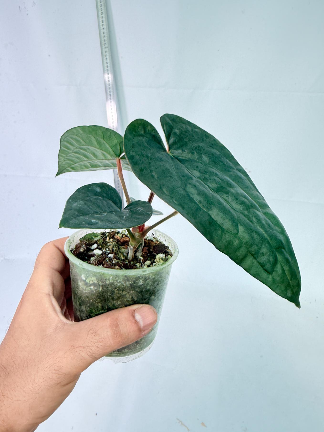 Anthurium Ace of Spades x Luxurians 7
