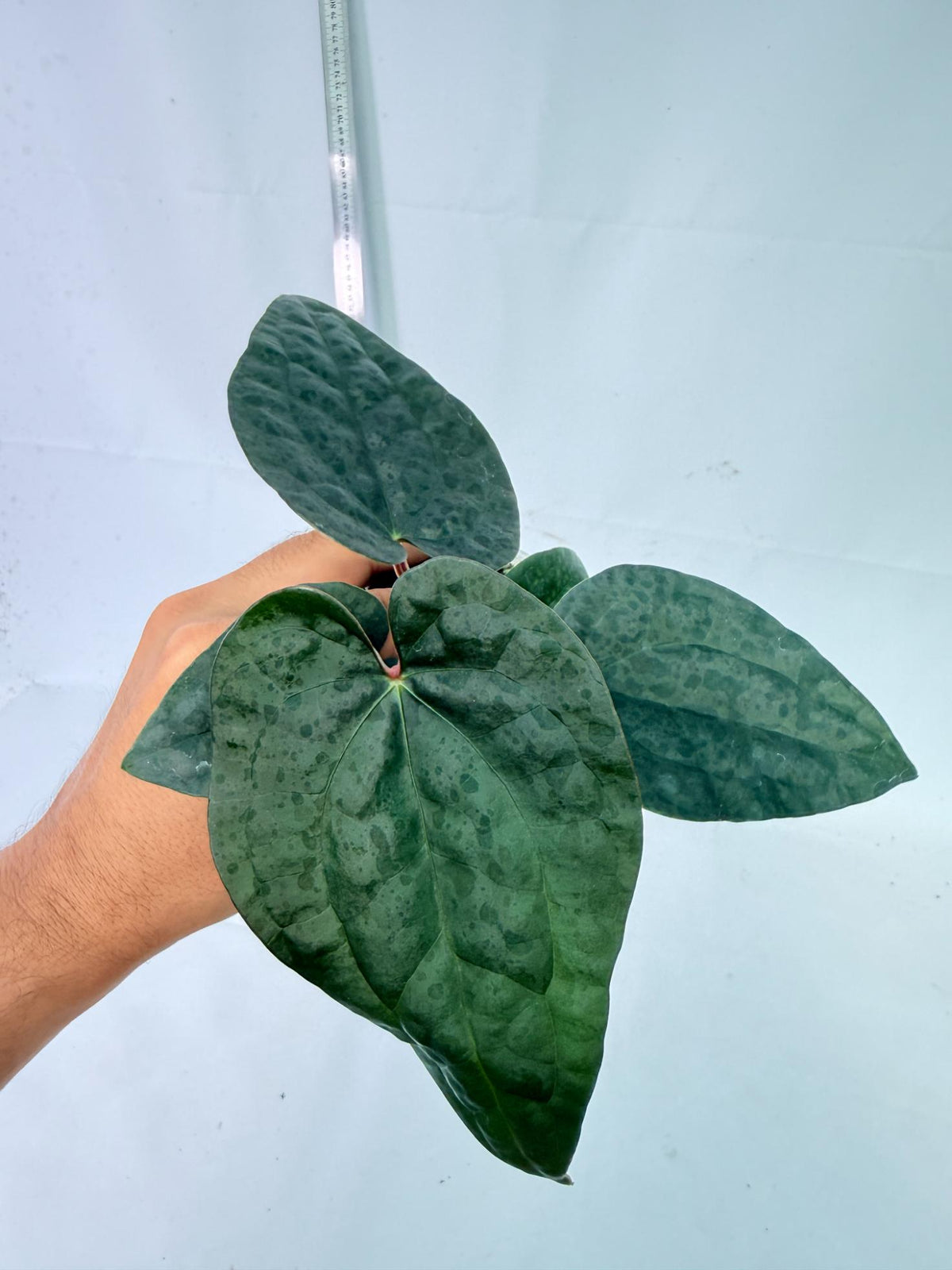 Anthurium Ace of Spades x Luxurians 8