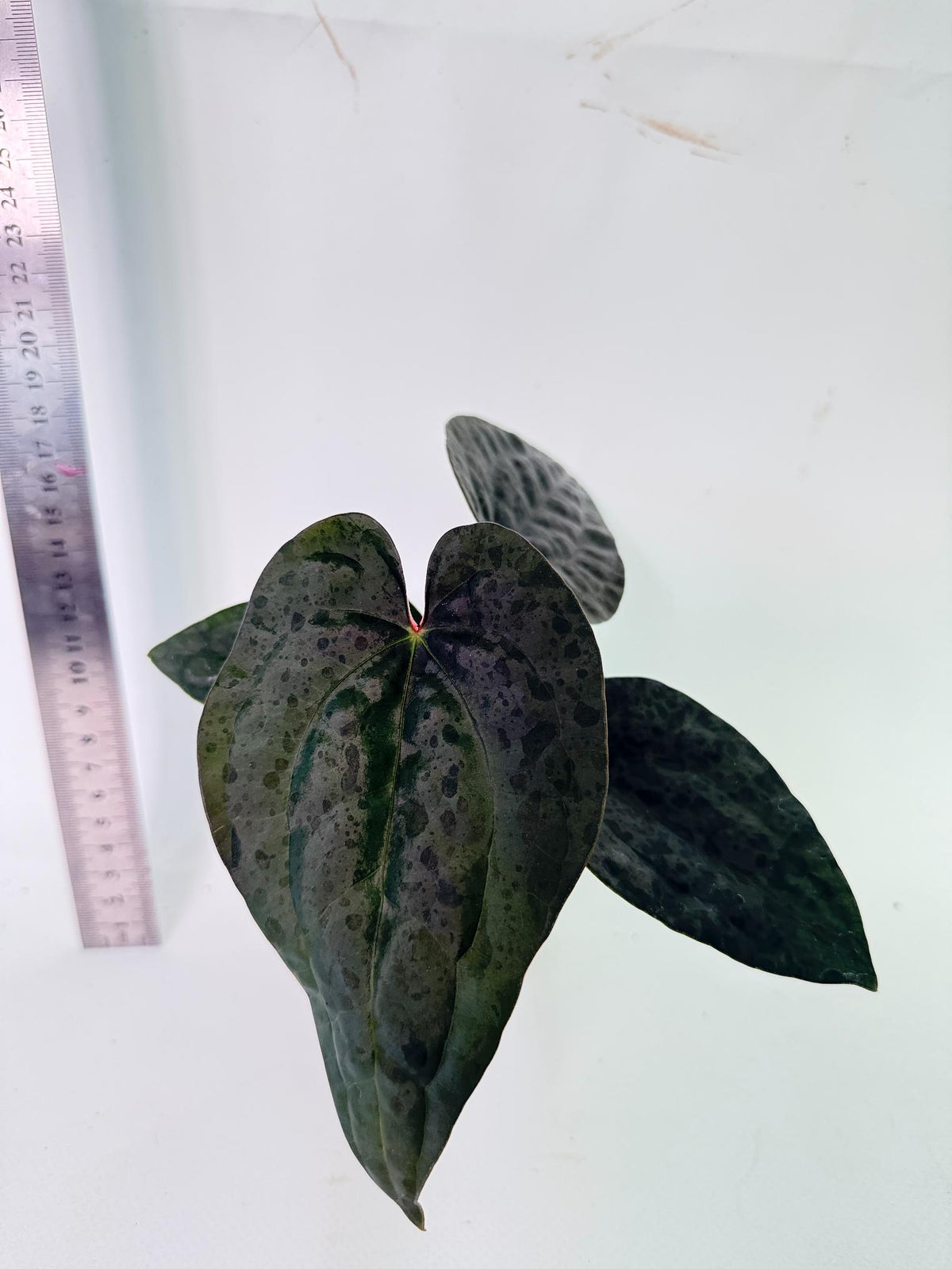 Anthurium Ace of Spades x Luxurians 10