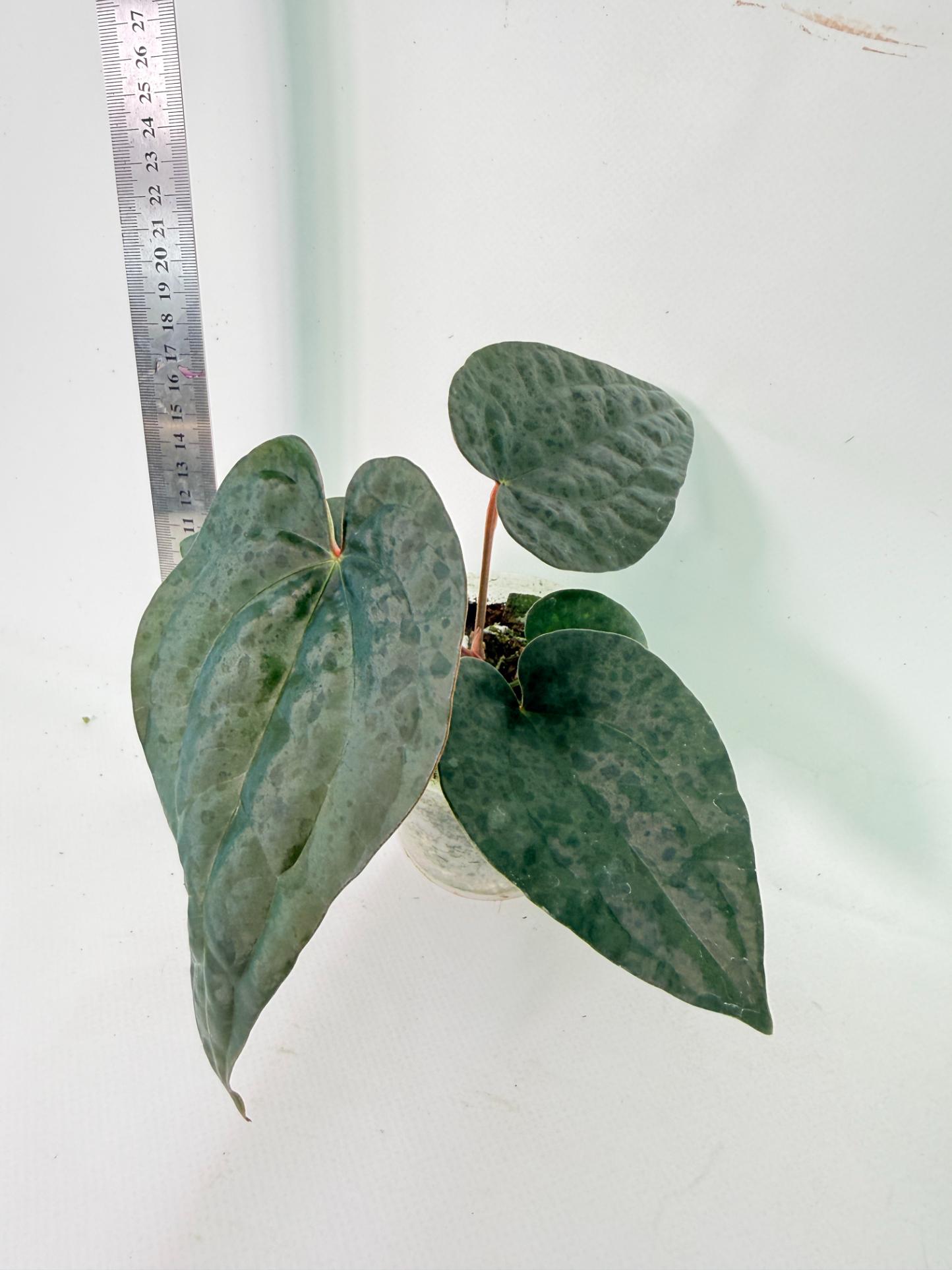 Anthurium Ace of Spades x Luxurians 2