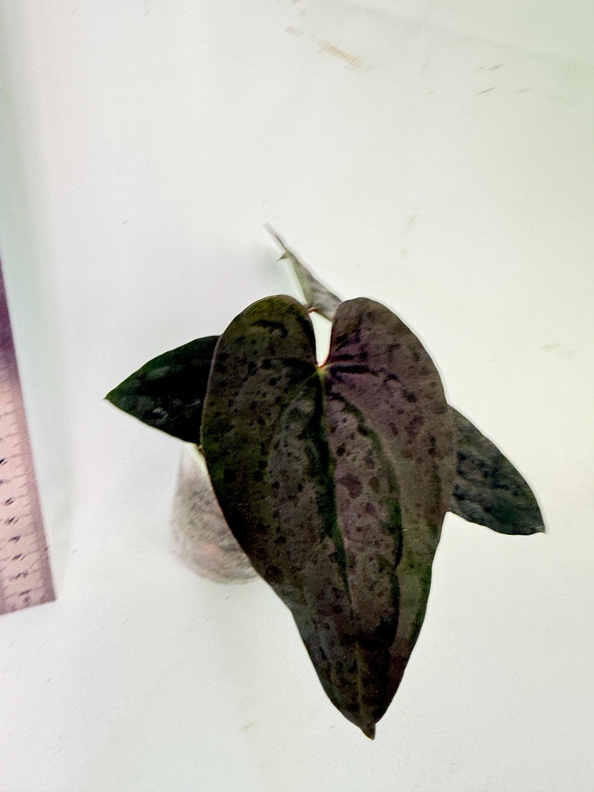 Anthurium Ace of Spades x Luxurians 9