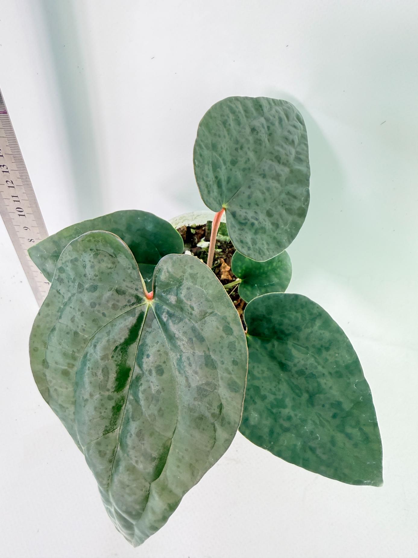 Anthurium Ace of Spades x Luxurians 3