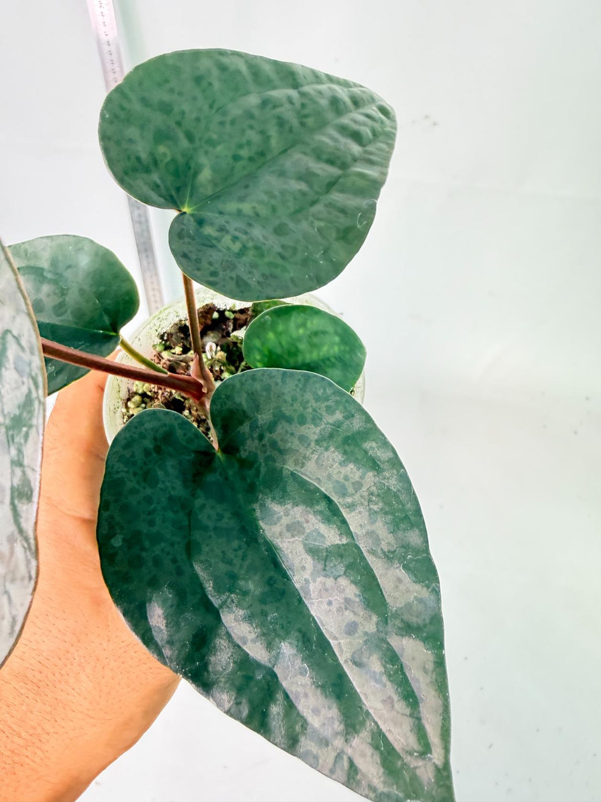Anthurium Ace of Spades x Luxurians 4