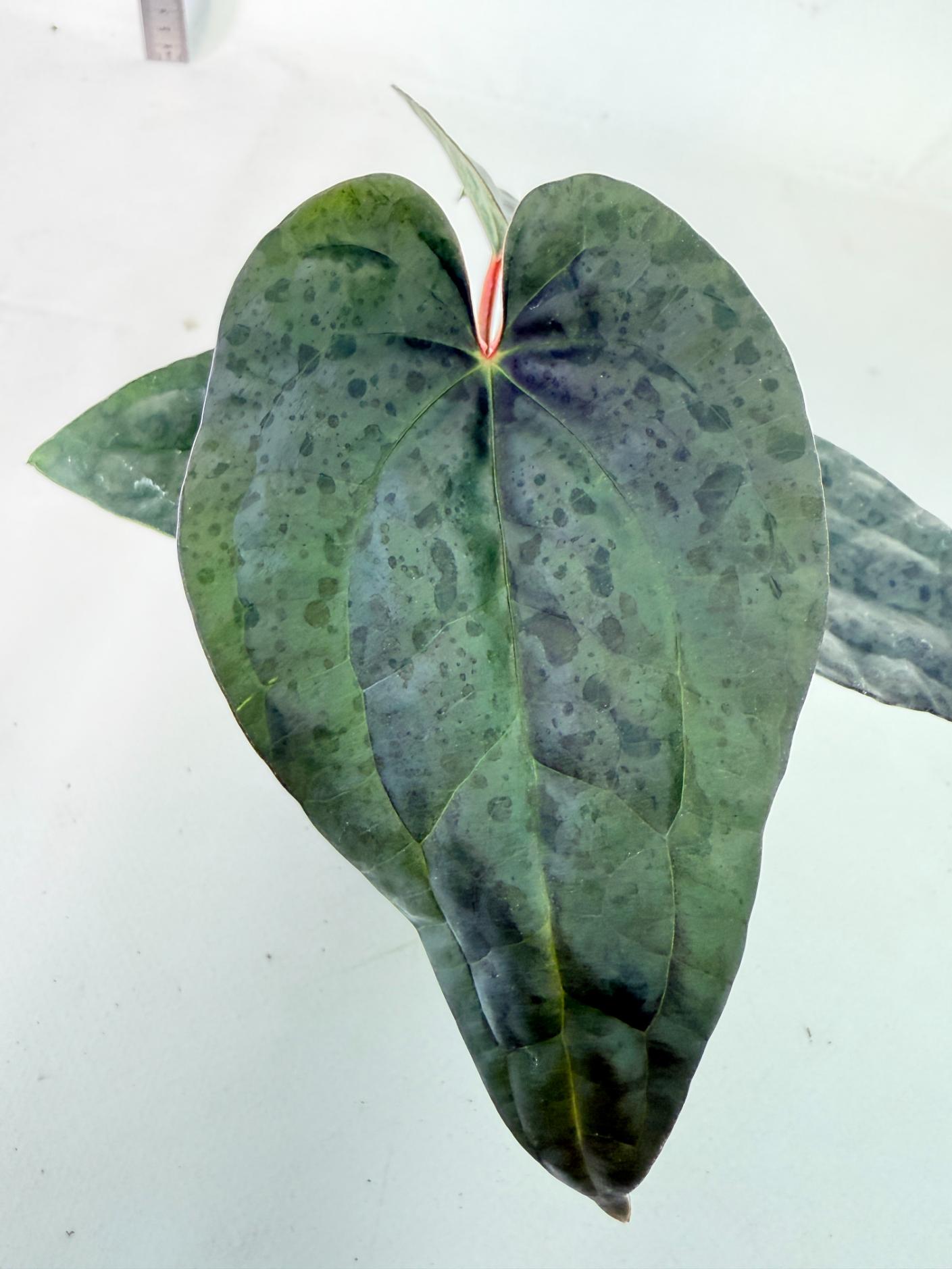 Anthurium Ace of Spades x Luxurians 5