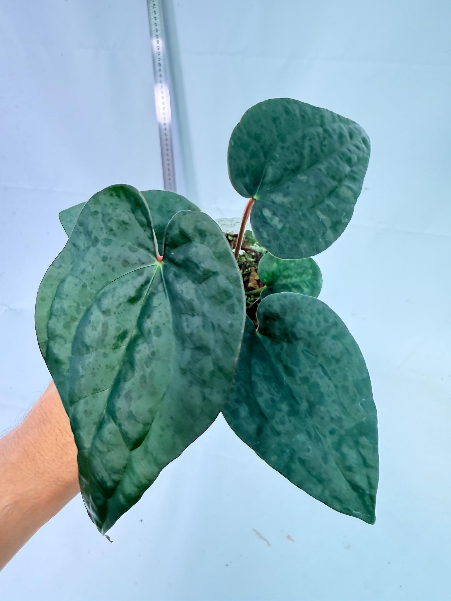 Anthurium Ace of Spades x Luxurians 1