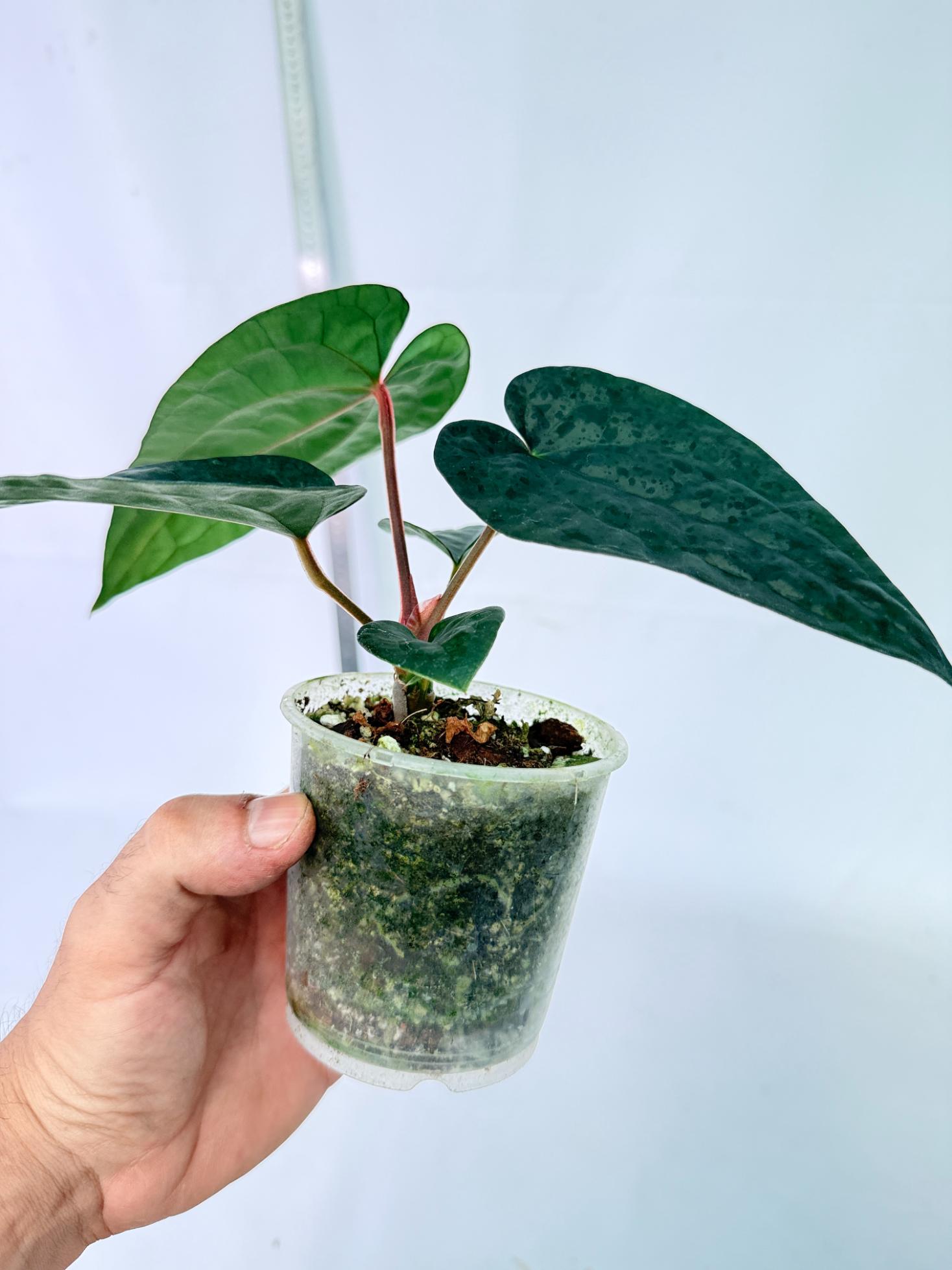 Anthurium Ace of Spades x Luxurians 6