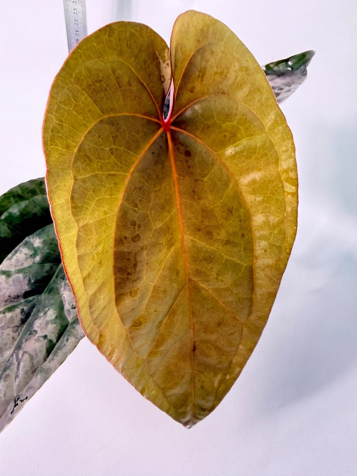 Anthurium Ace of Spades x Luxurians 6