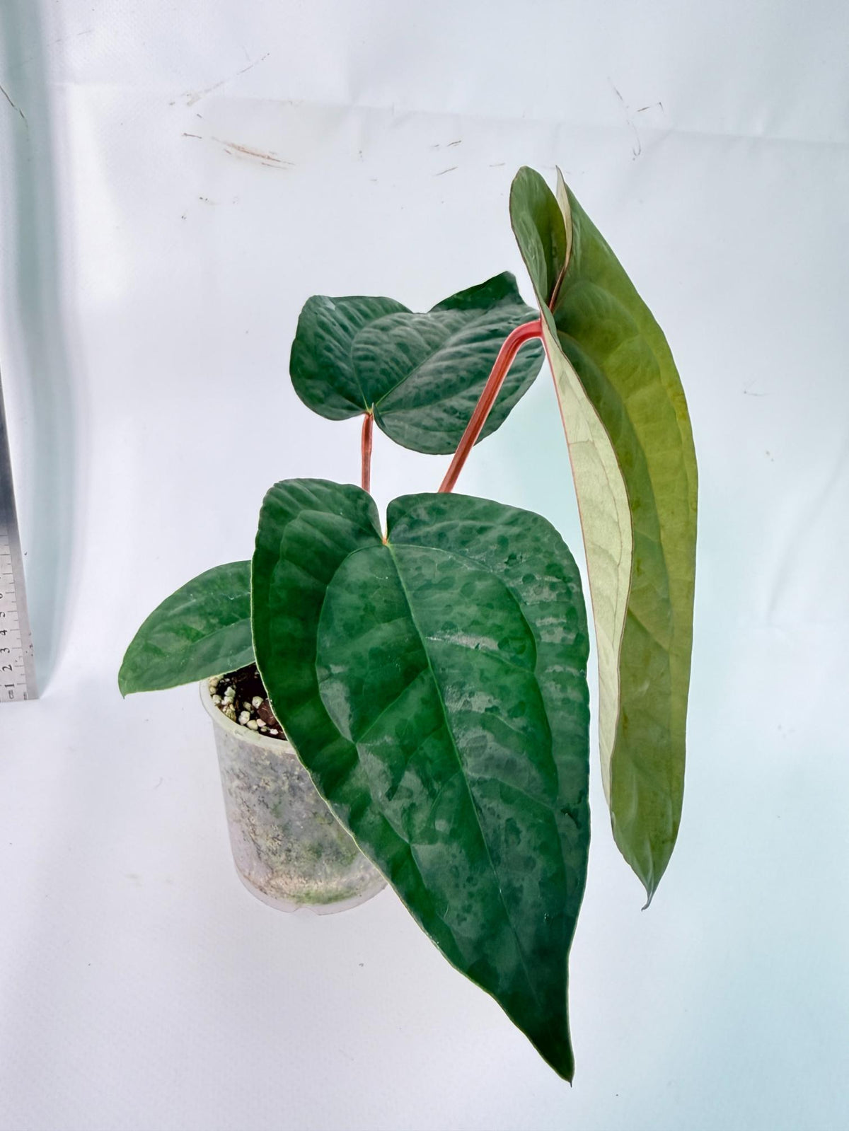 Anthurium Ace of Spades x Luxurians 9