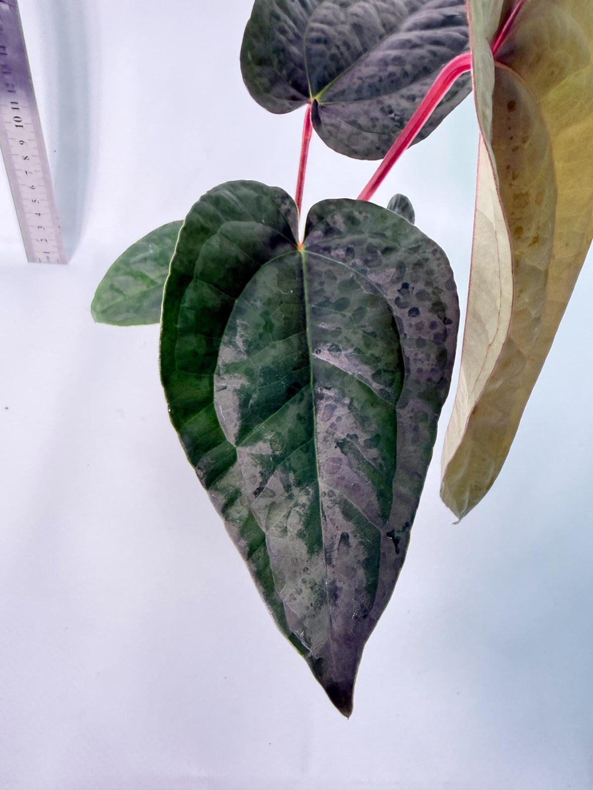Anthurium Ace of Spades x Luxurians 3