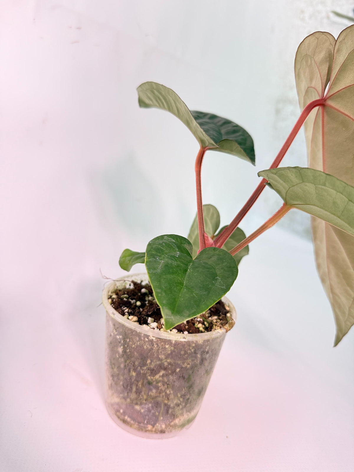 Anthurium Ace of Spades x Luxurians 10