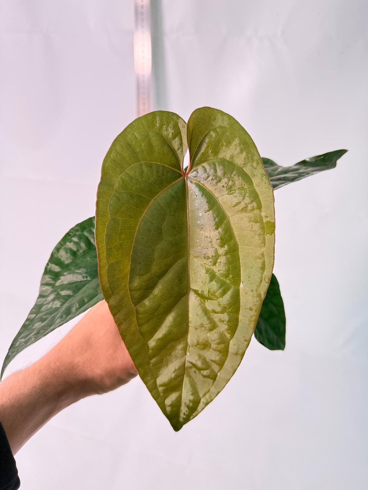Anthurium Ace of Spades x Luxurians 1
