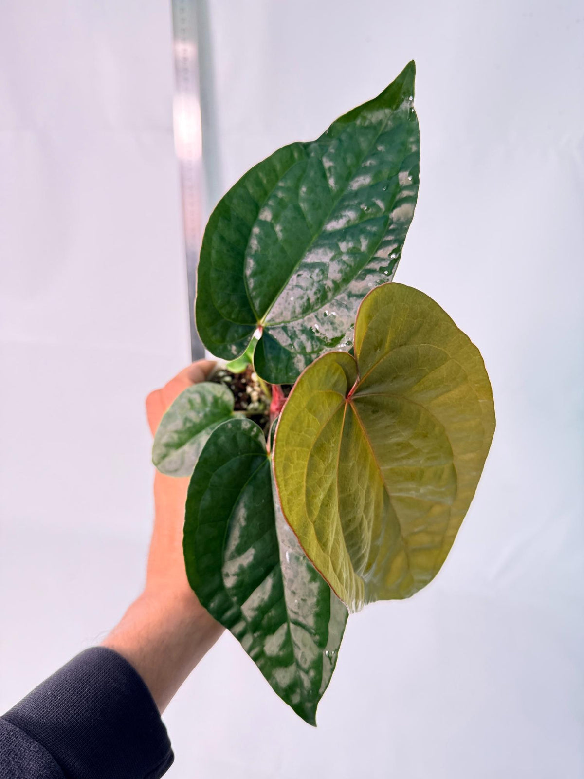 Anthurium Ace of Spades x Luxurians 5