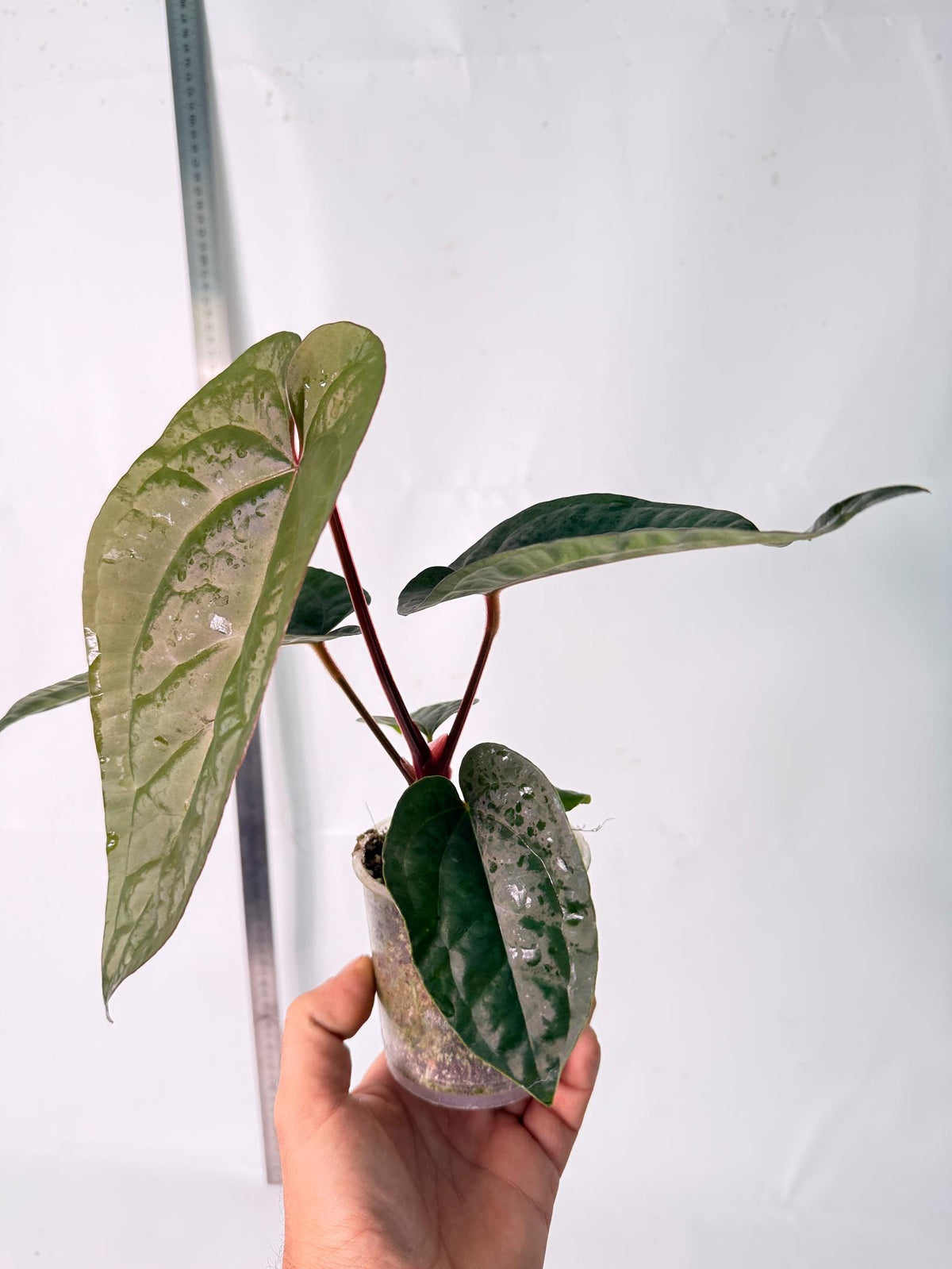 Anthurium Ace of Spades x Luxurians 4