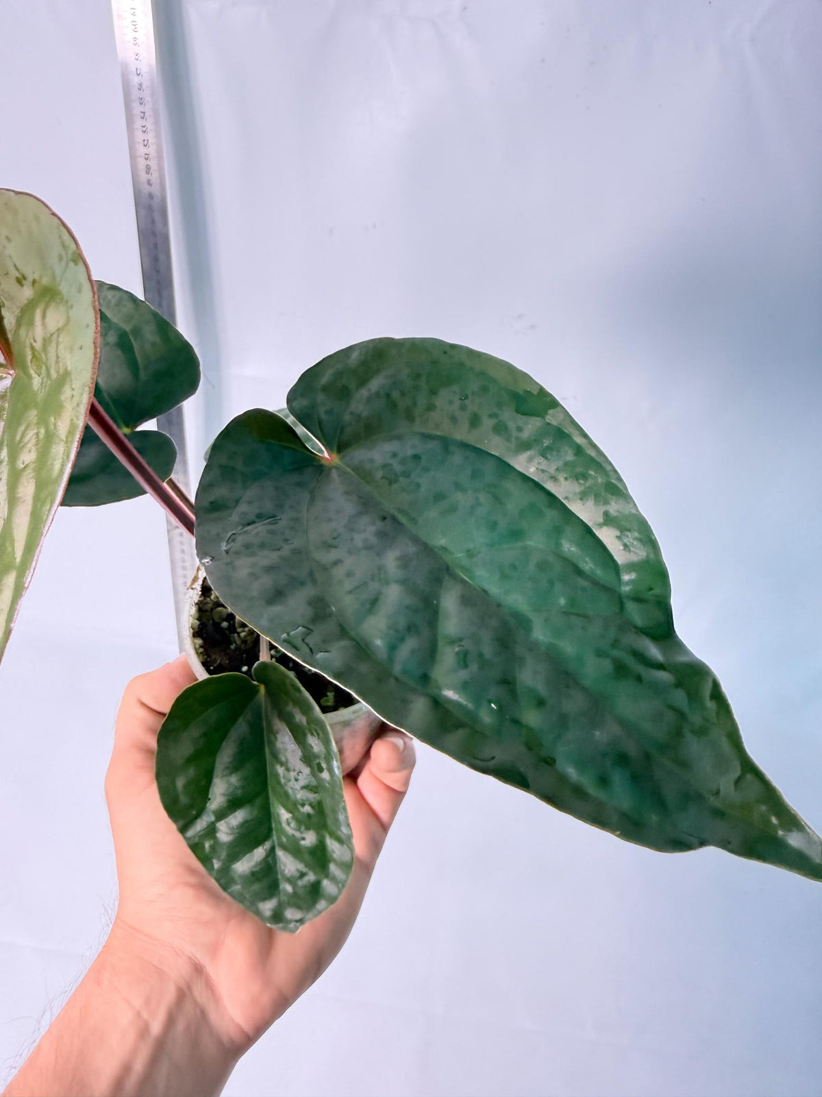 Anthurium Ace of Spades x Luxurians 7