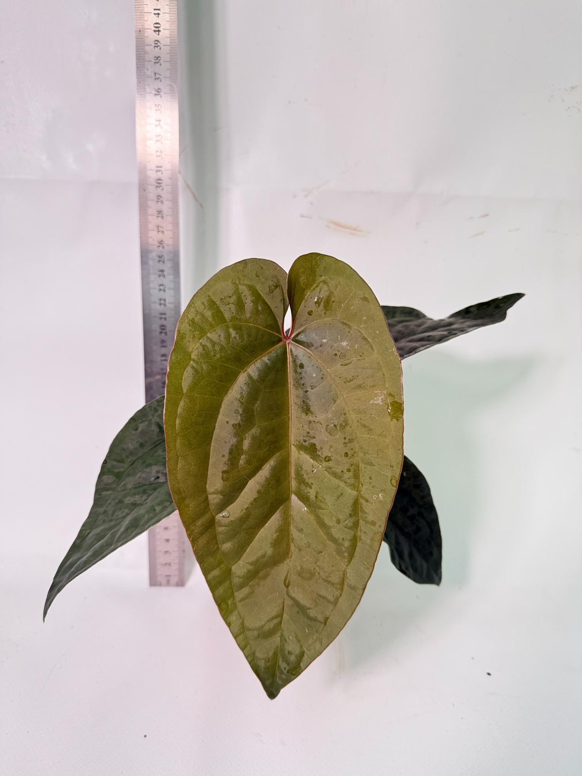 Anthurium Ace of Spades x Luxurians 8