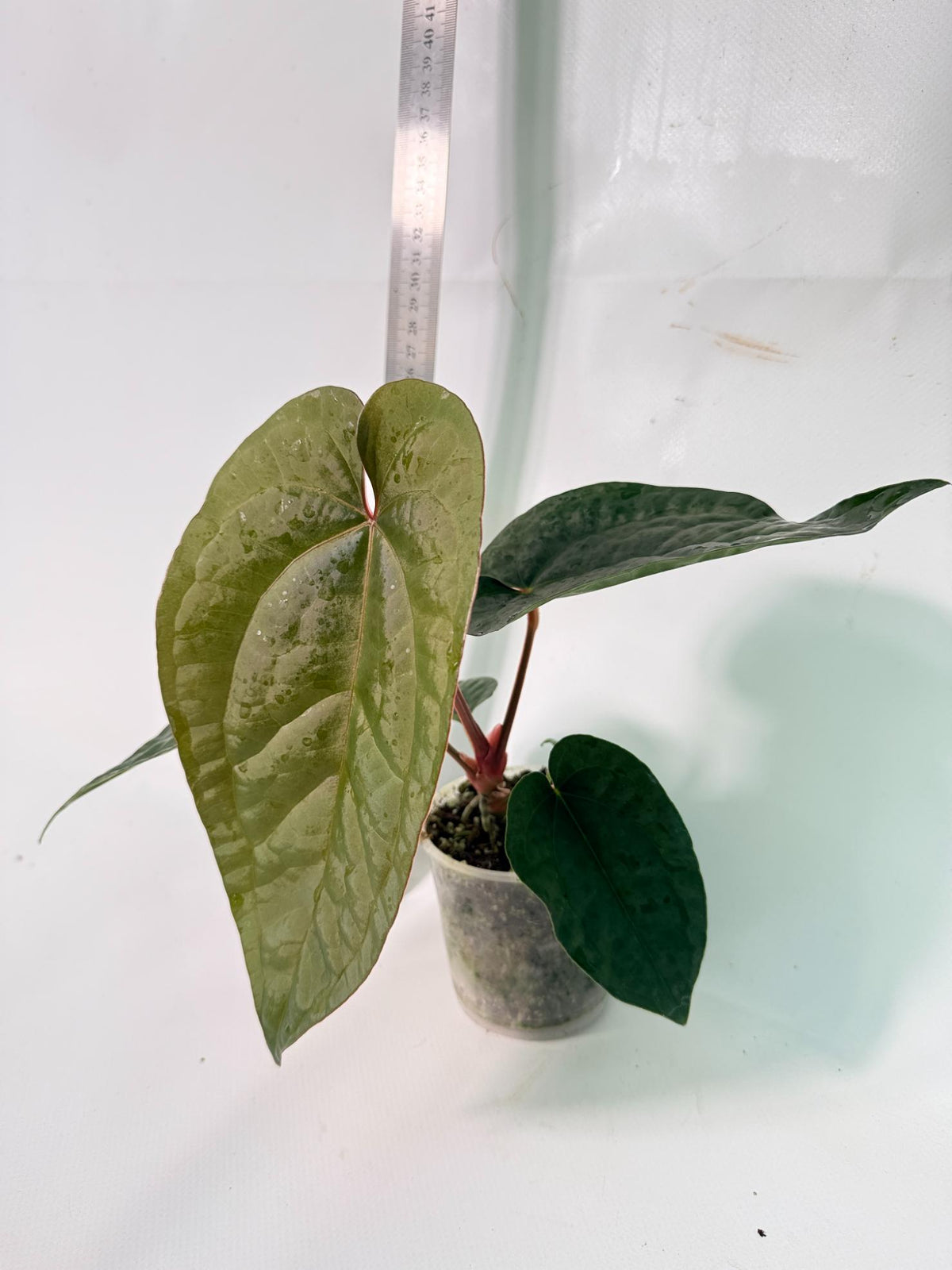 Anthurium Ace of Spades x Luxurians 2