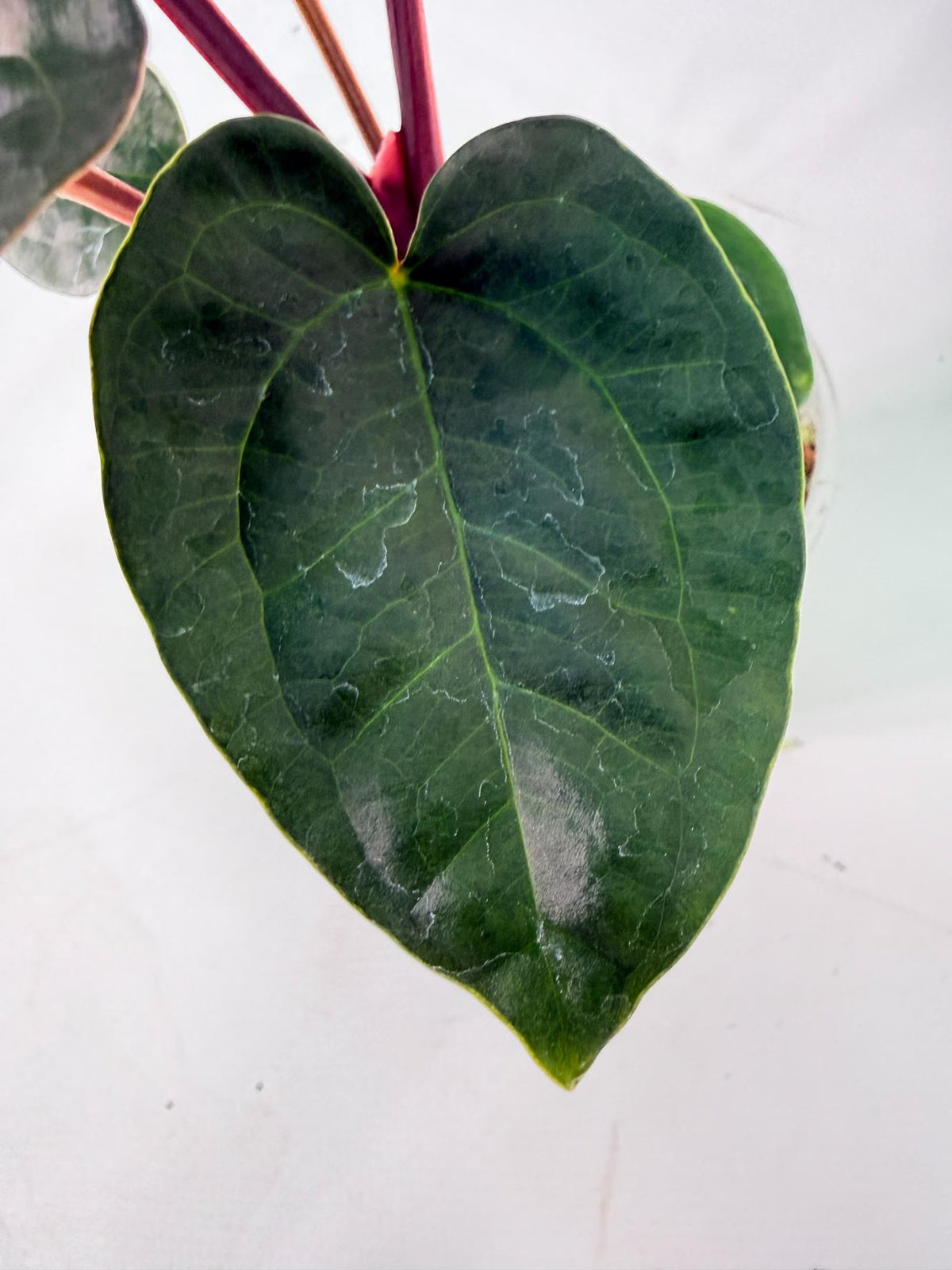 Anthurium Ace of Spades x Luxurians 09