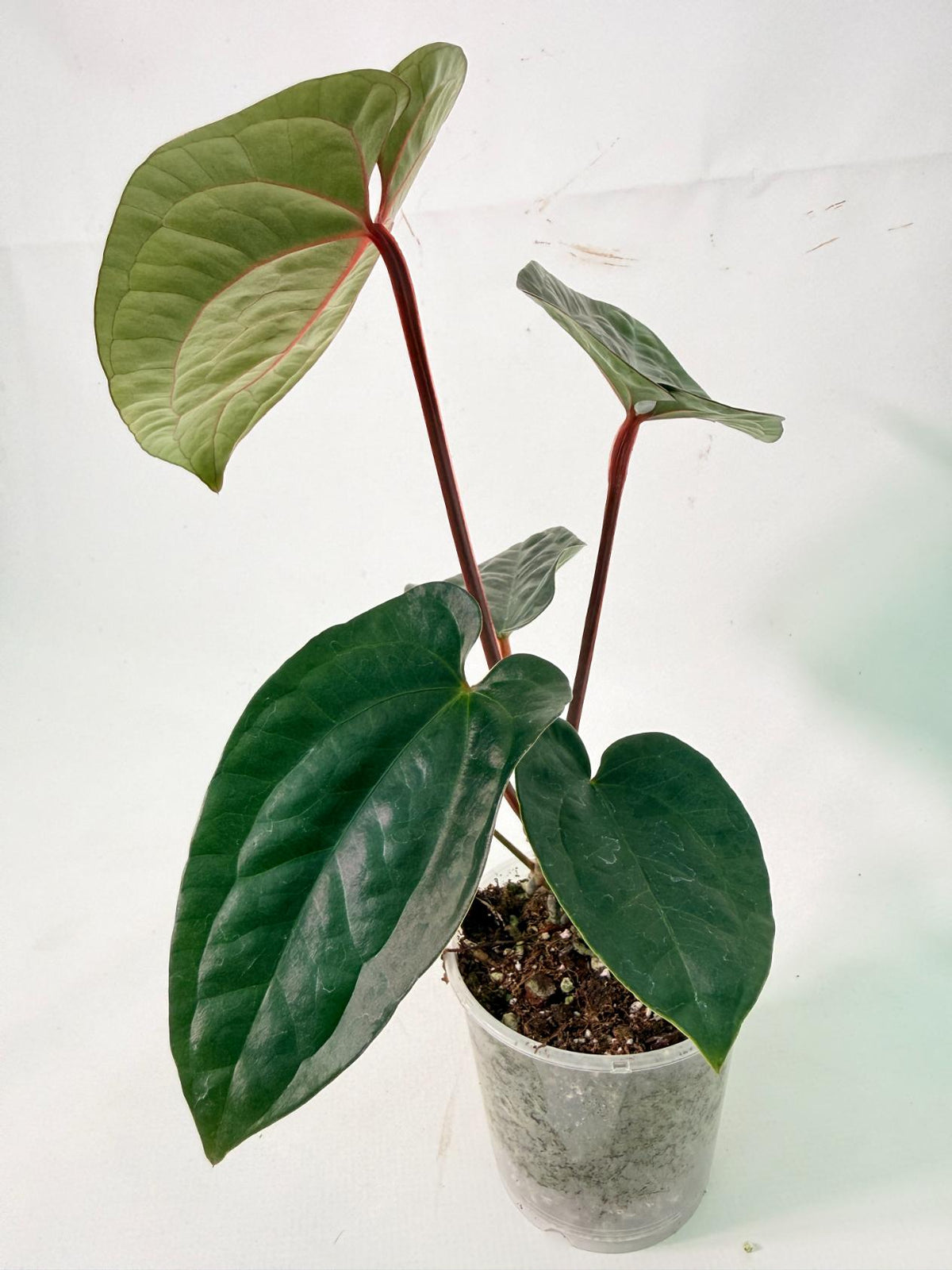 Anthurium Ace of Spades x Luxurians 01