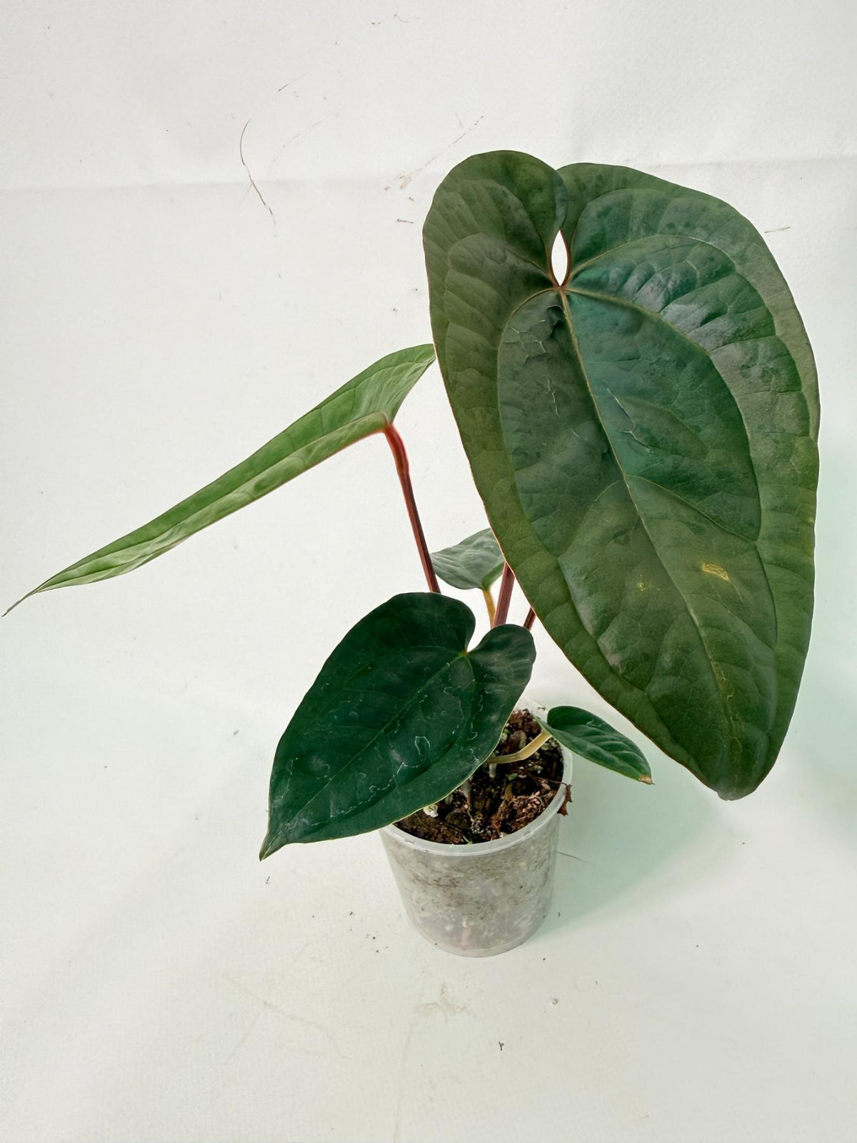 Anthurium Ace of Spades x Luxurians 02