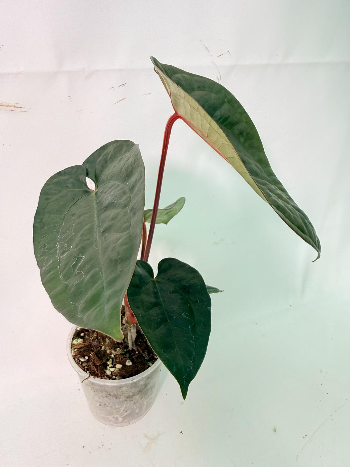 Anthurium Ace of Spades x Luxurians 03