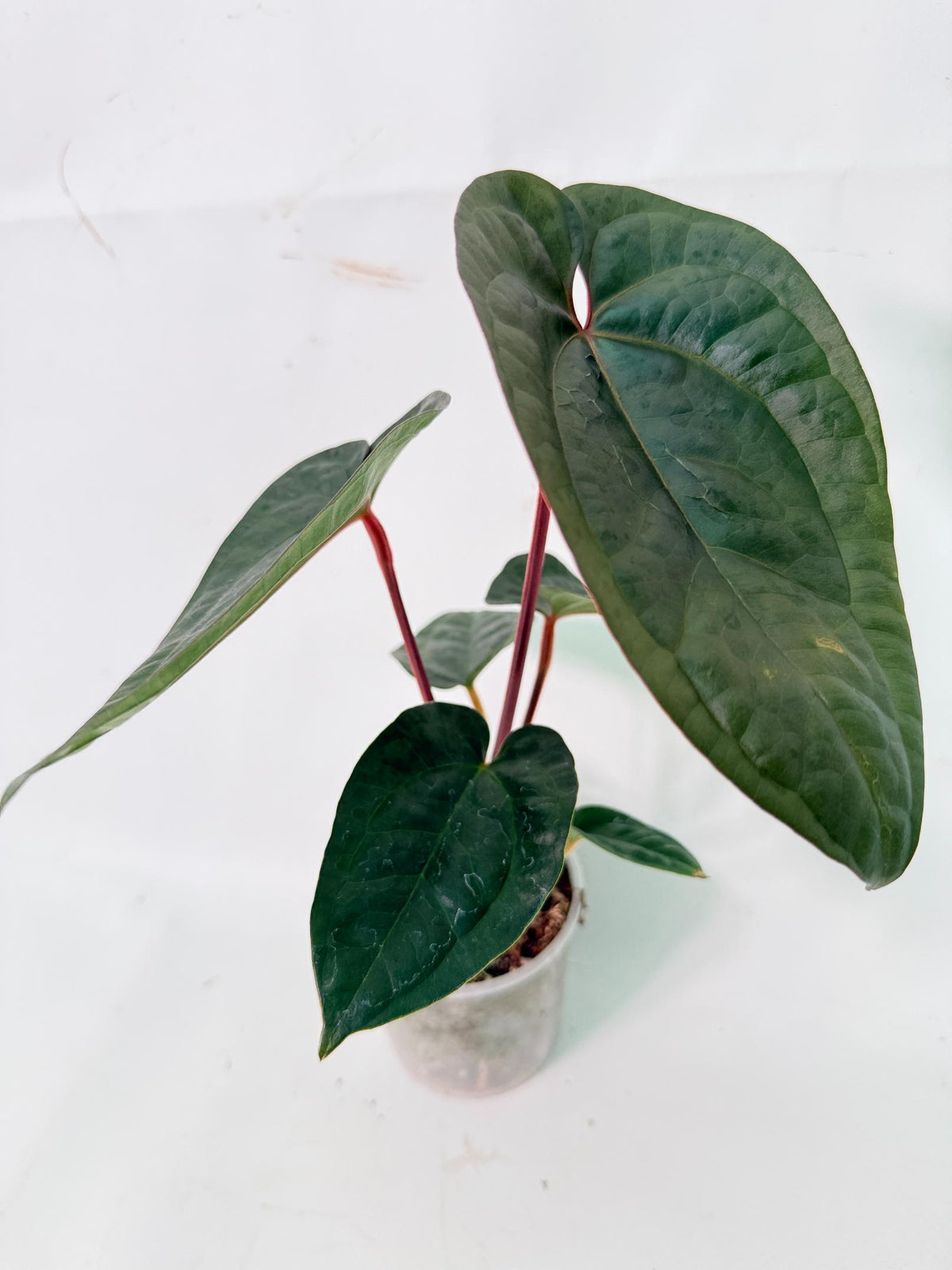 Anthurium Ace of Spades x Luxurians 04