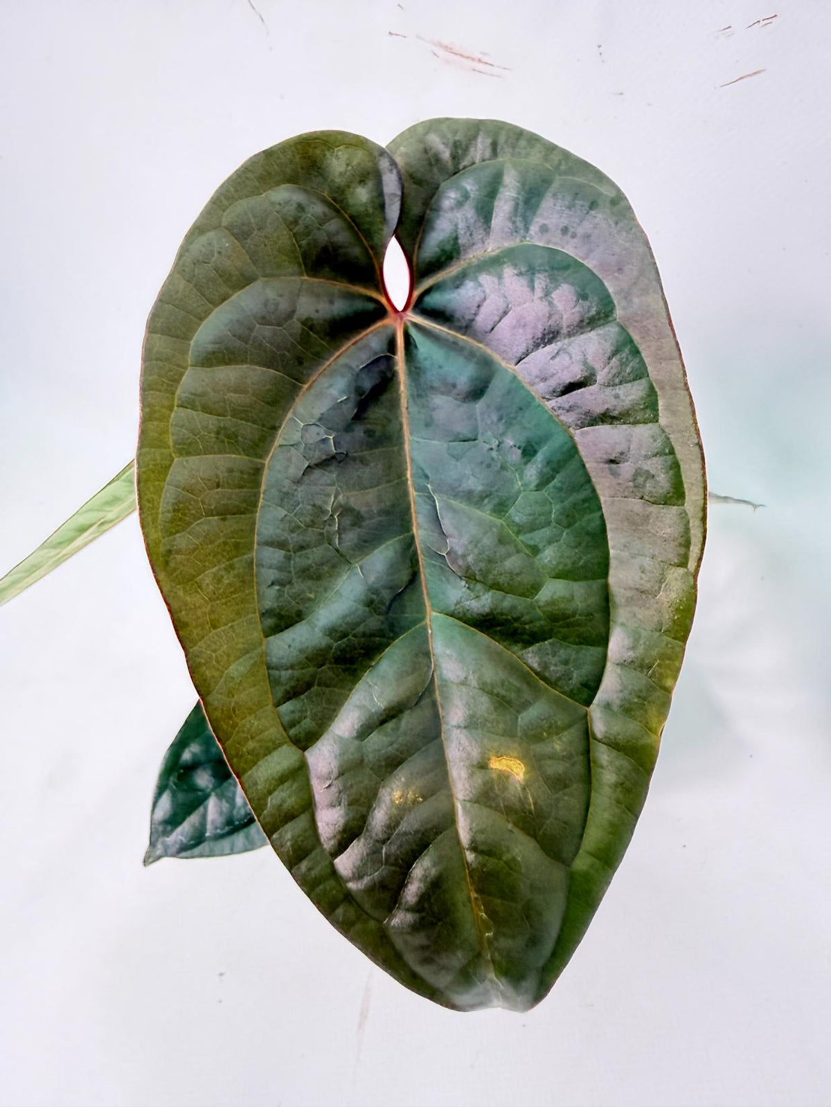 Anthurium Ace of Spades x Luxurians 05