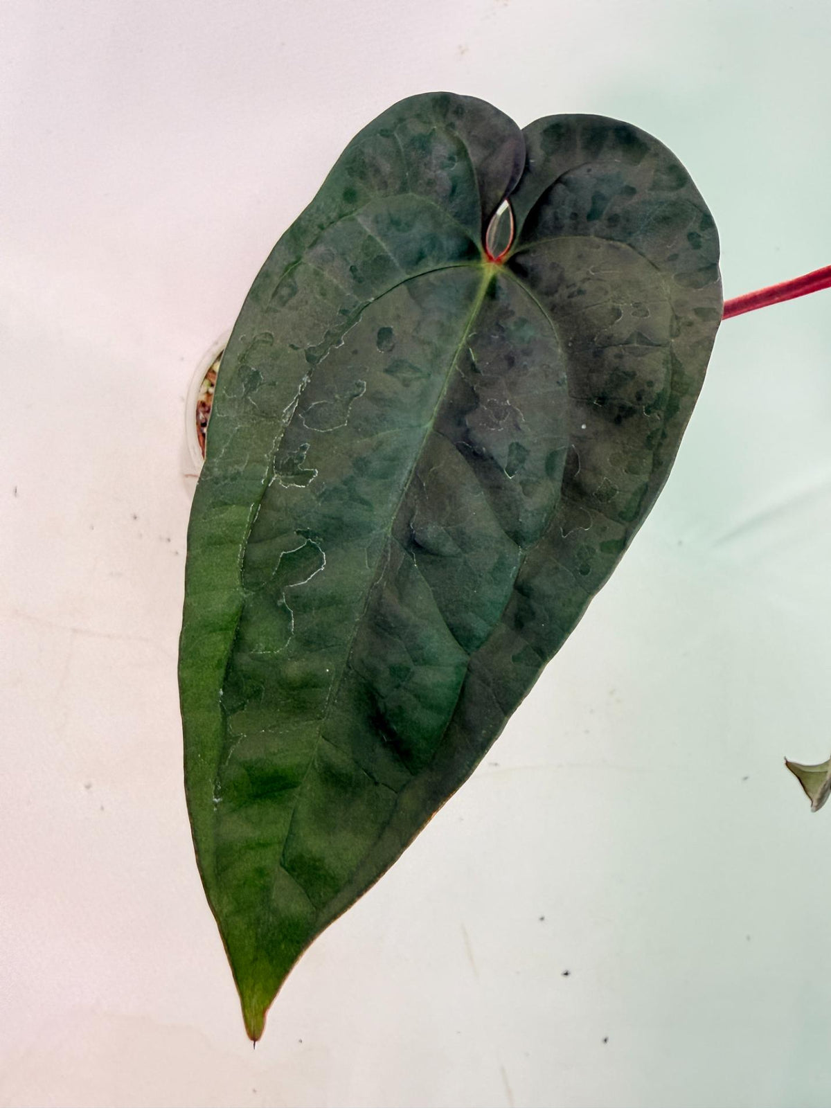 Anthurium Ace of Spades x Luxurians 06