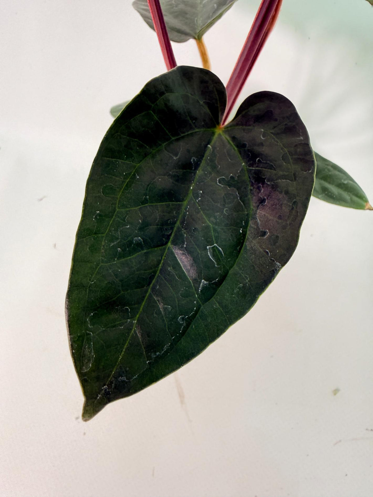 Anthurium Ace of Spades x Luxurians 07
