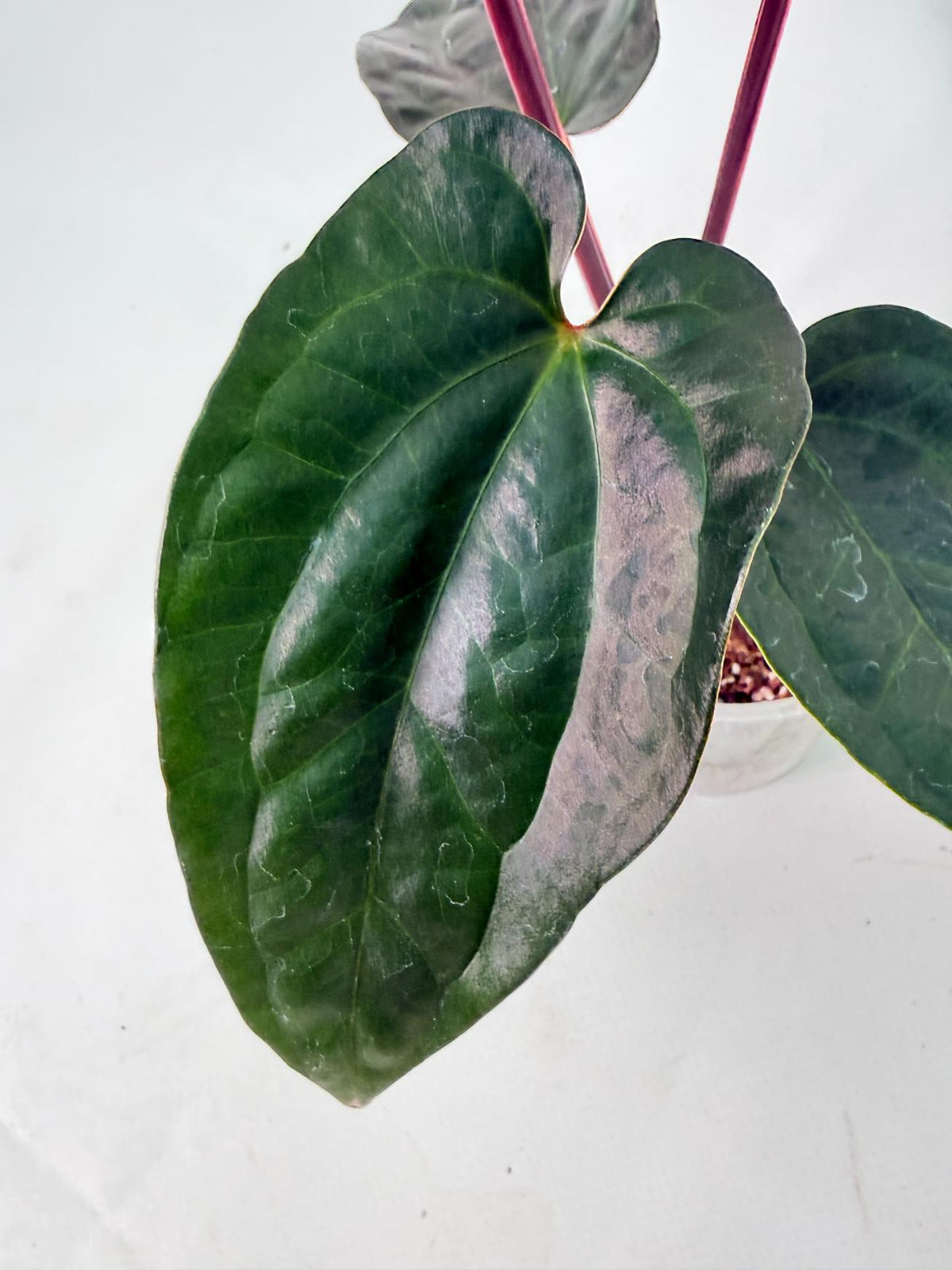 Anthurium Ace of Spades x Luxurians 08