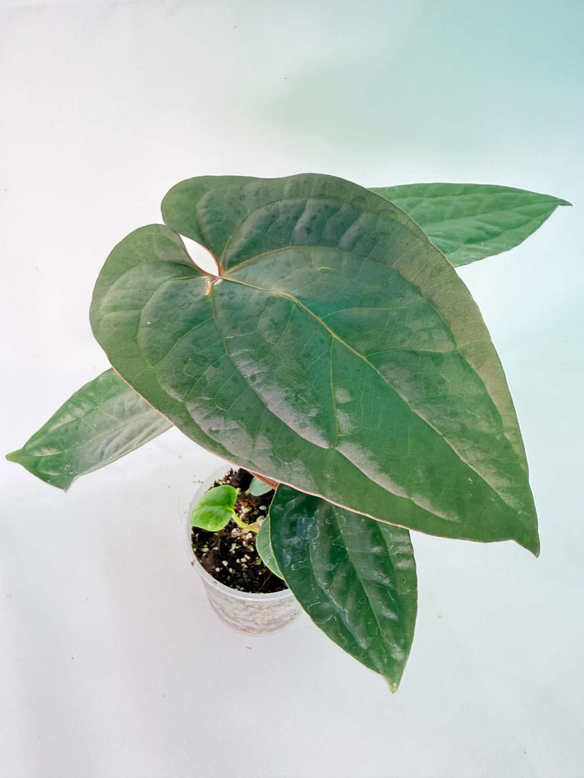 Anthurium Ace of Spades x Luxurians 03