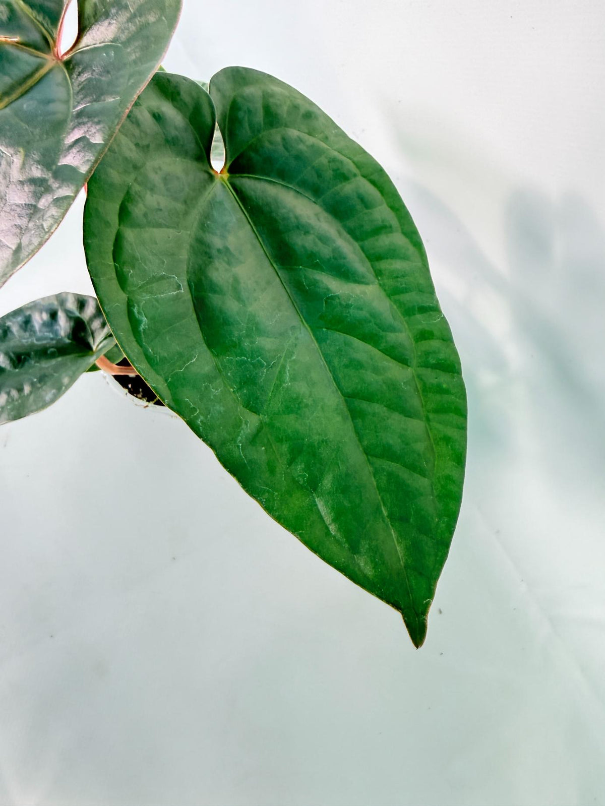 Anthurium Ace of Spades x Luxurians 05