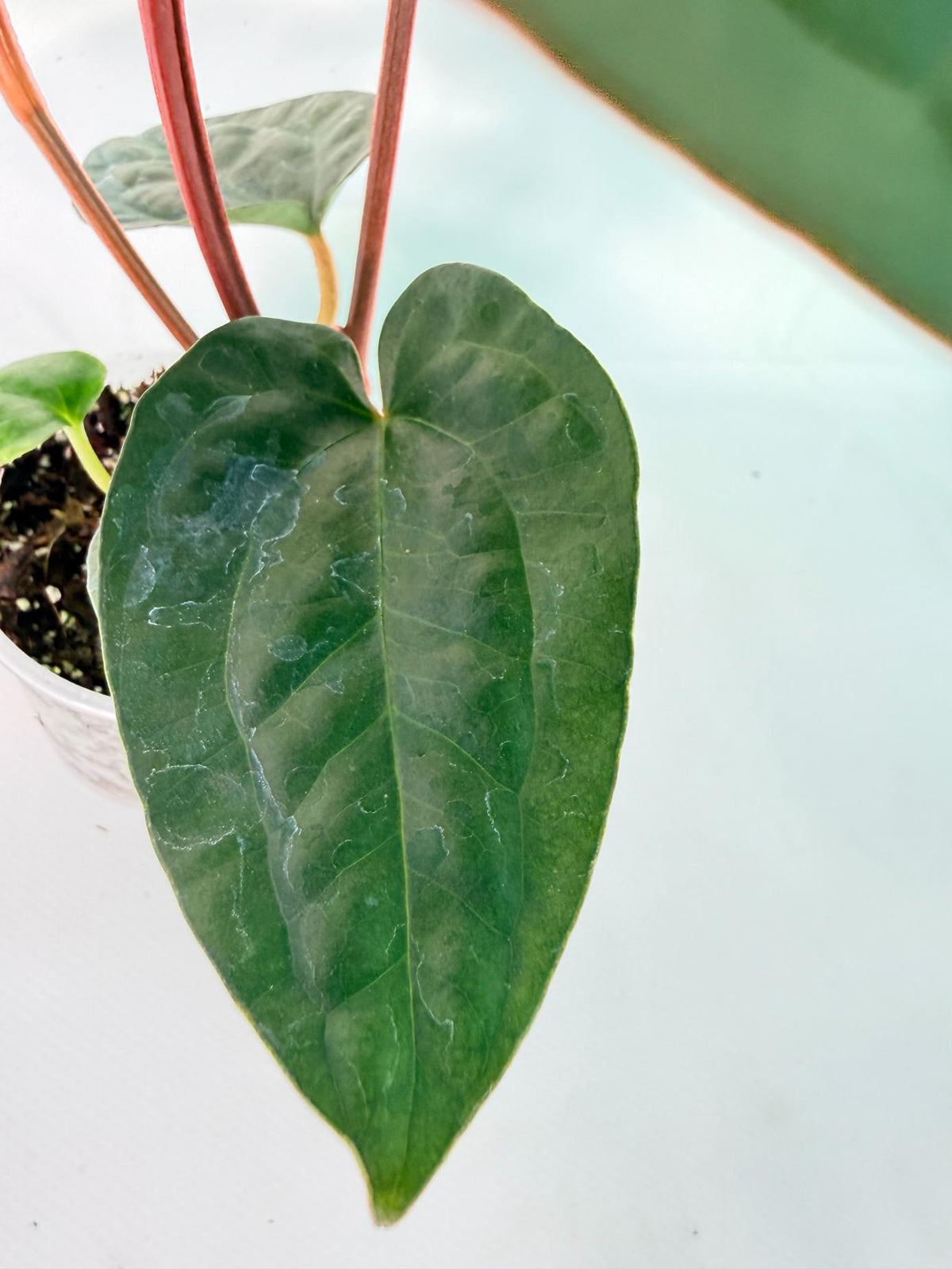 Anthurium Ace of Spades x Luxurians 06