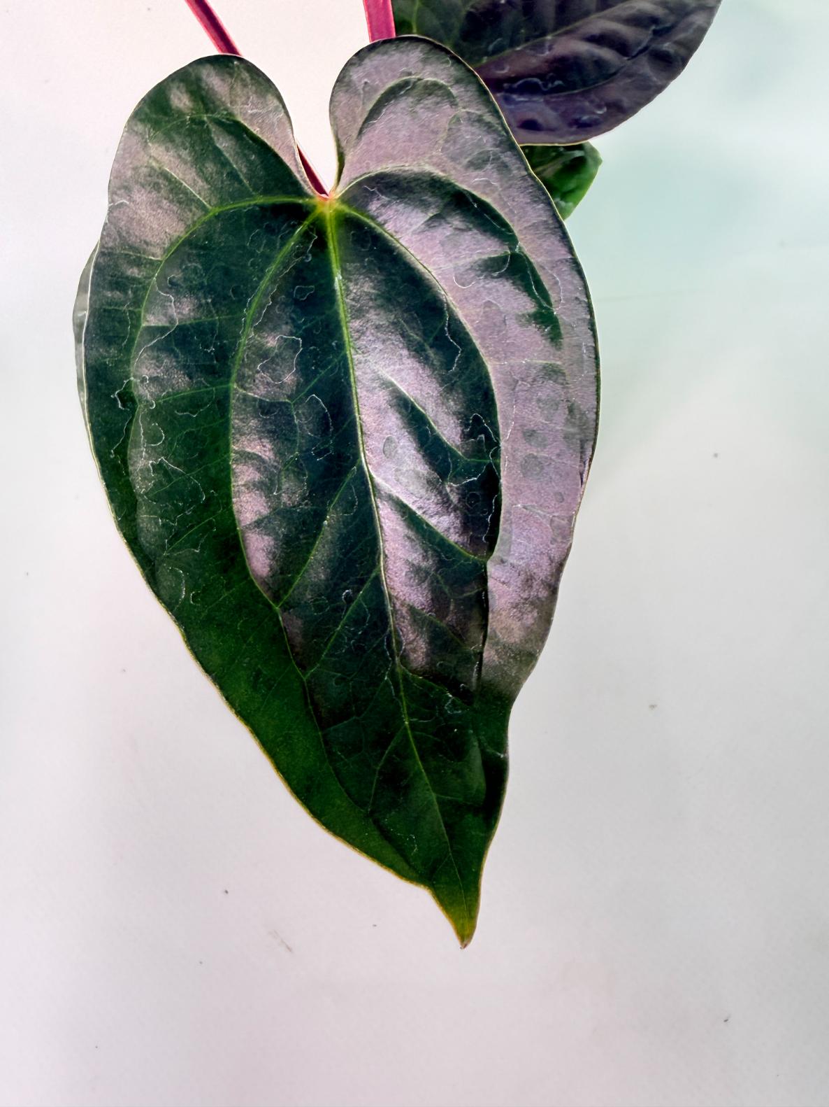 Anthurium Ace of Spades x Luxurians 07