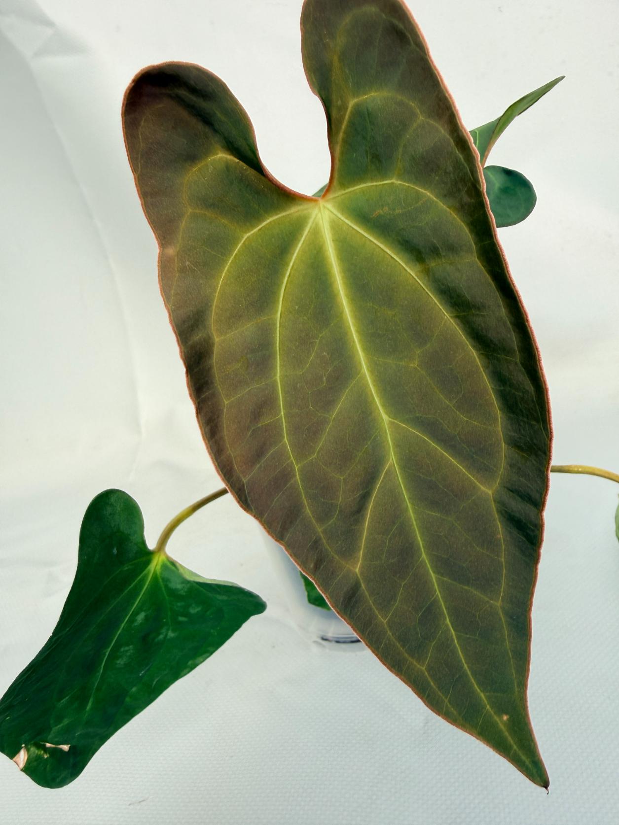 Anthurium Besseae hybrid 08
