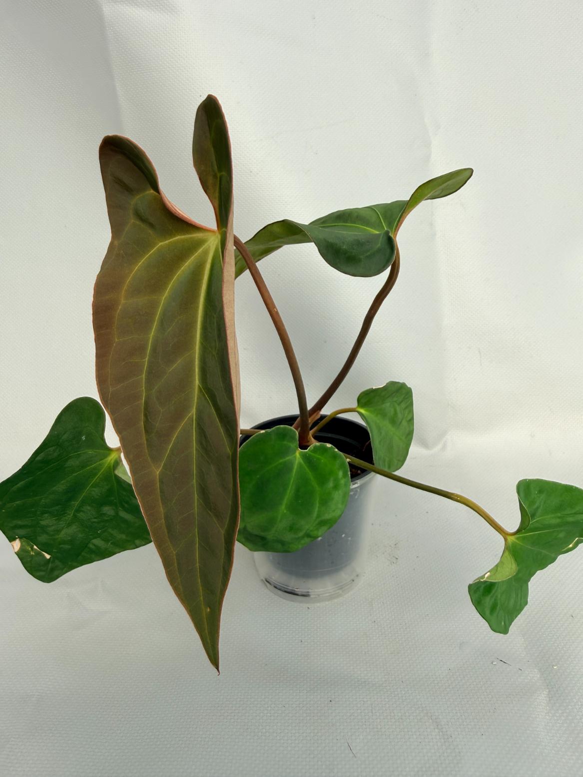 Anthurium Besseae hybrid 01