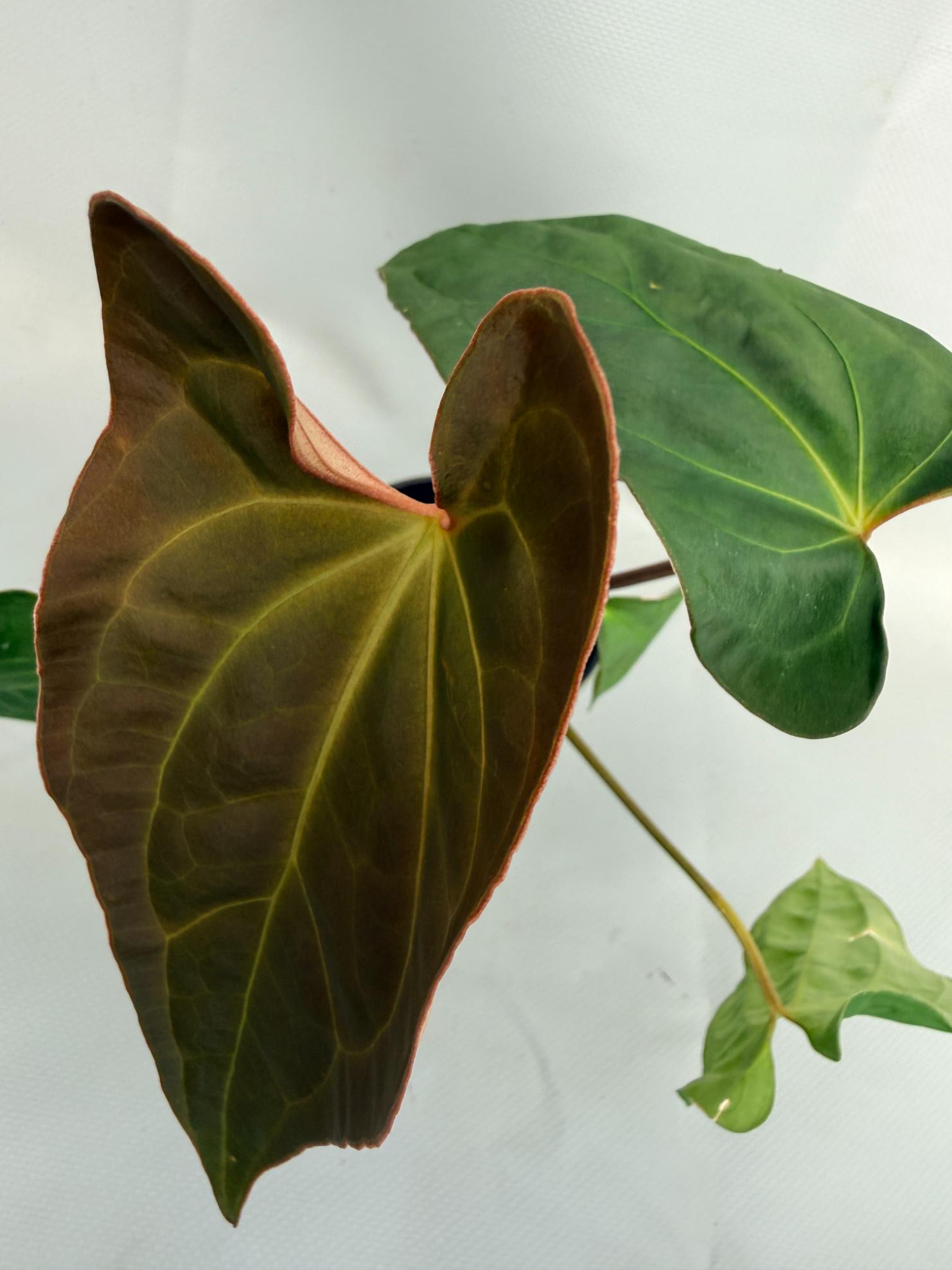 Anthurium Besseae hybrid 03