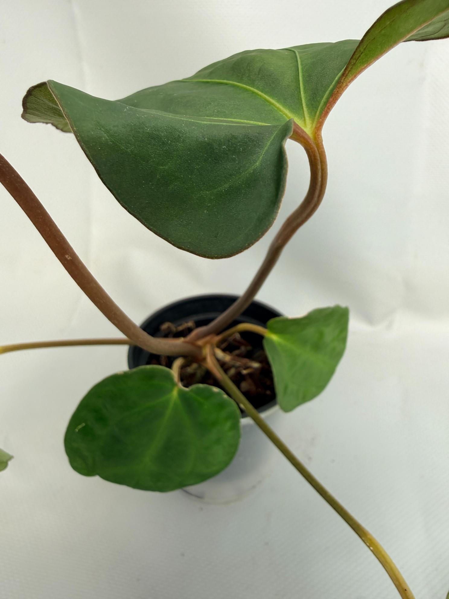 Anthurium Besseae hybrid 4