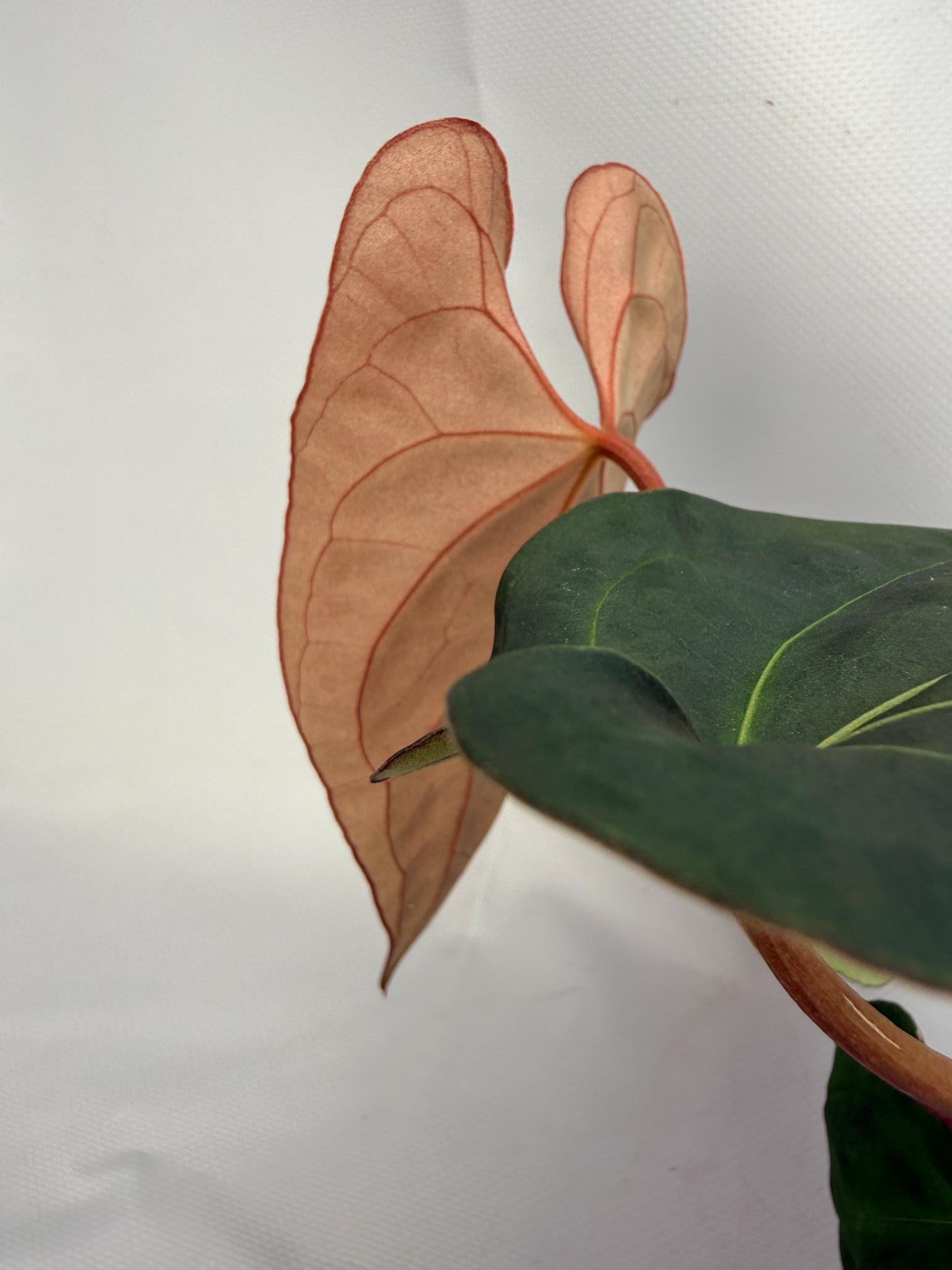 Anthurium Besseae hybrid 05