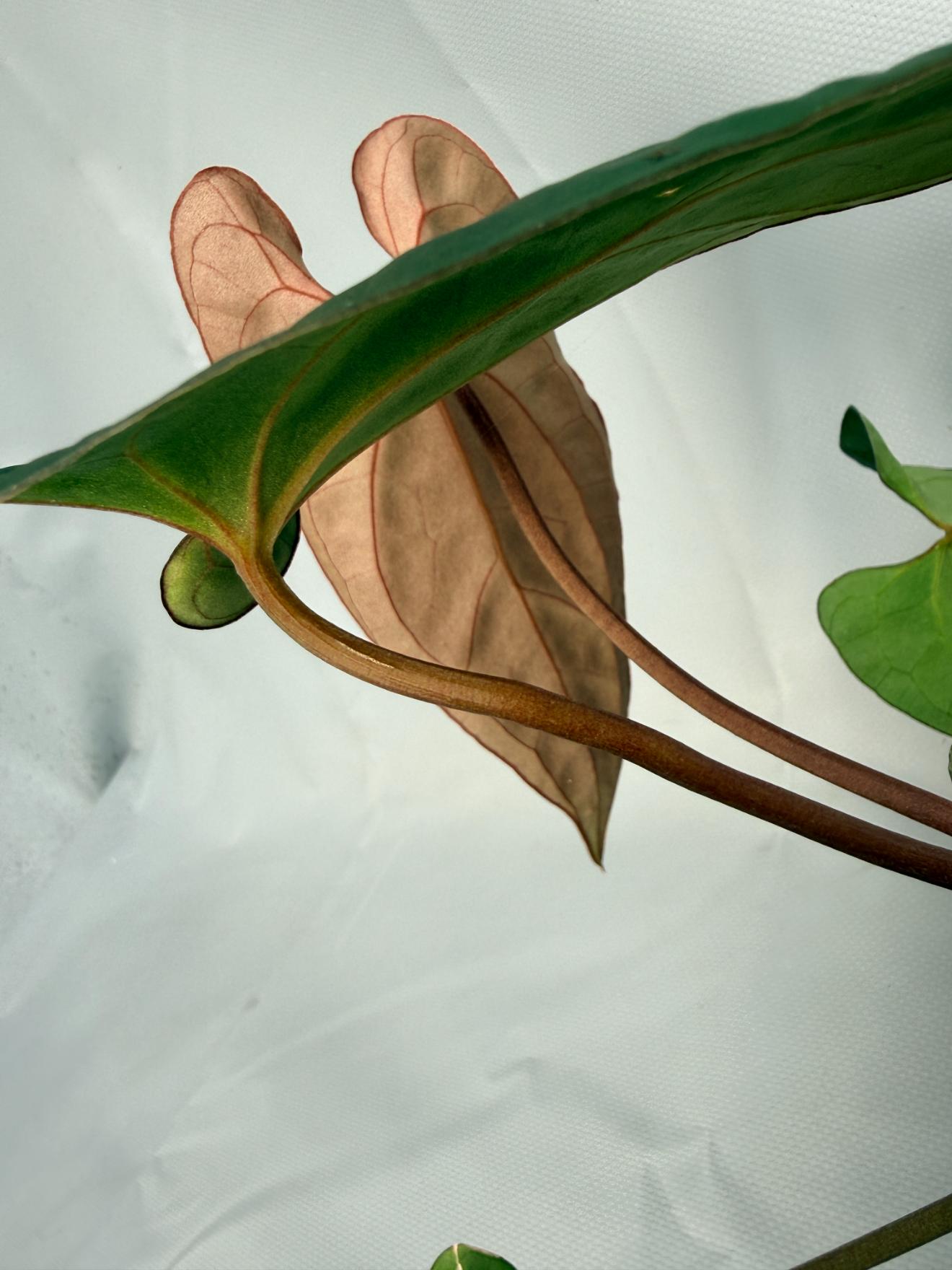 Anthurium Besseae hybrid 06