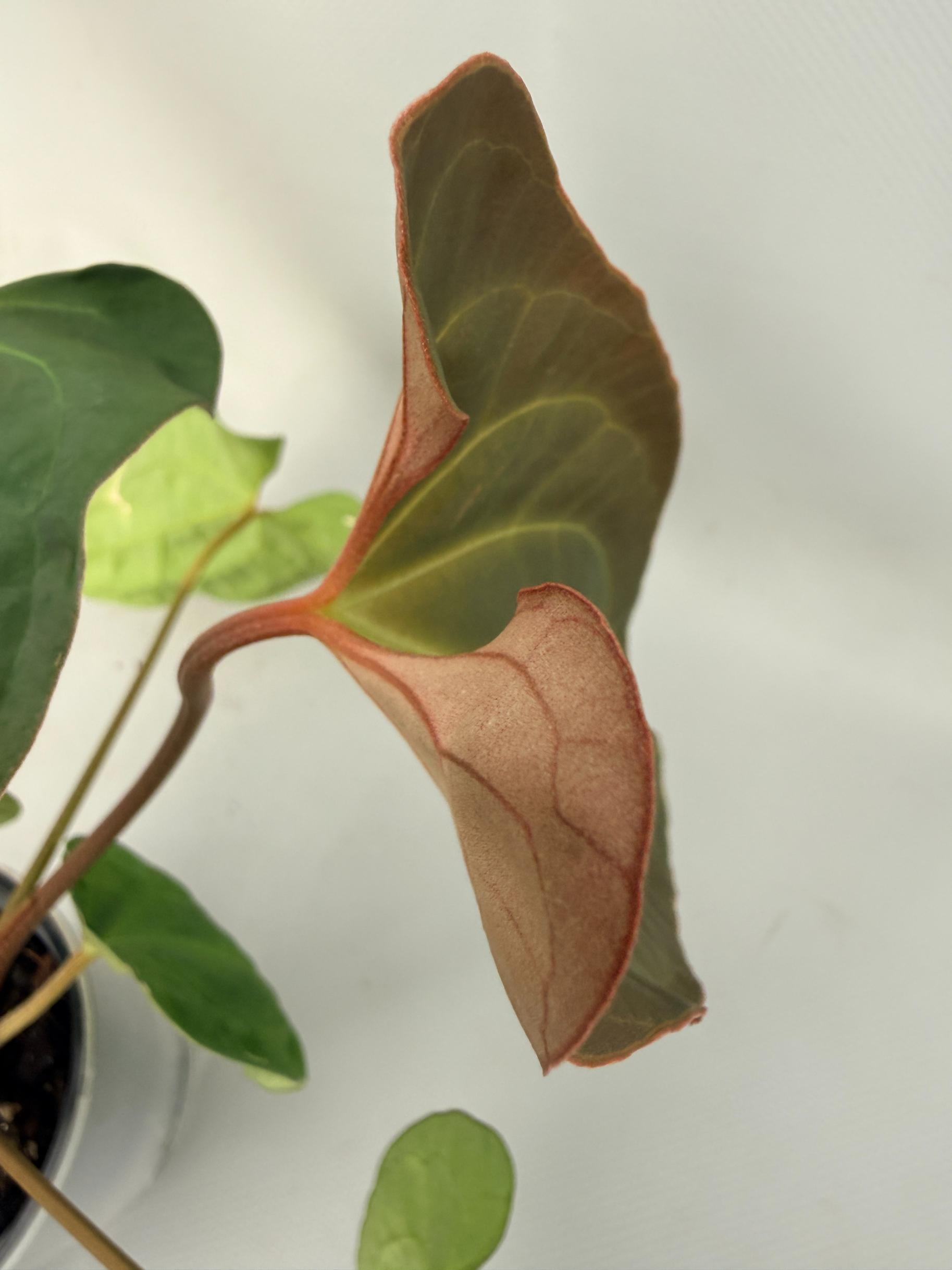 Anthurium Besseae hybrid 07