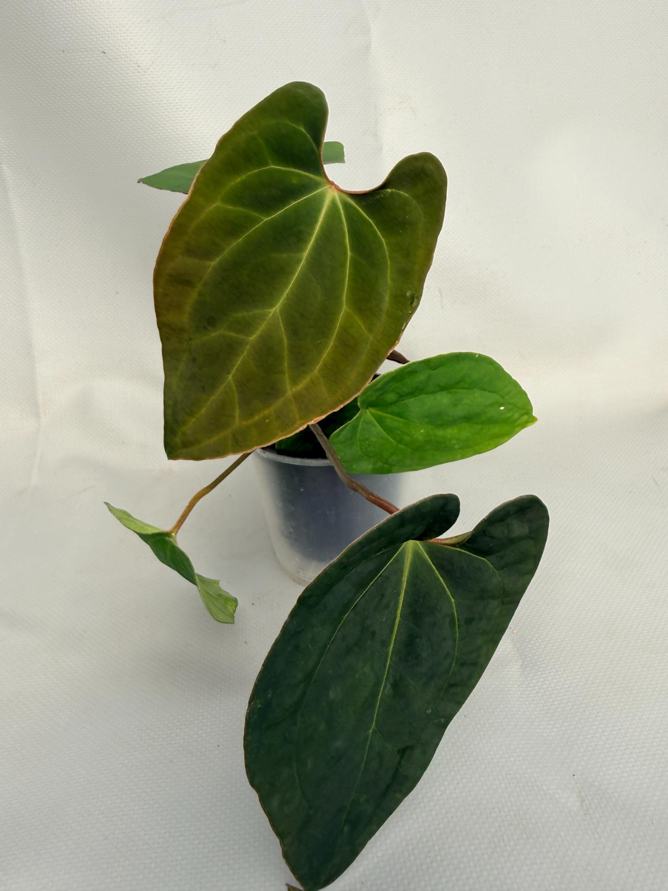 Anthurium Besseae hybrid 01