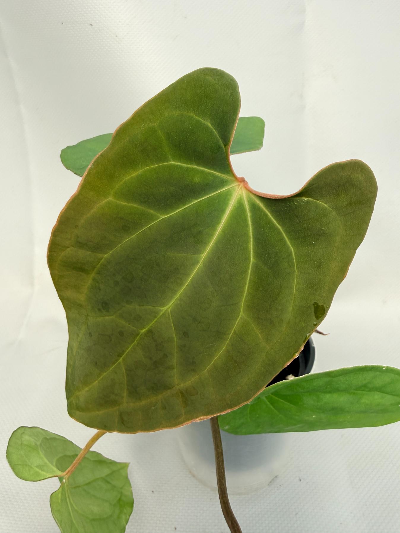 Anthurium Besseae hybrid 02