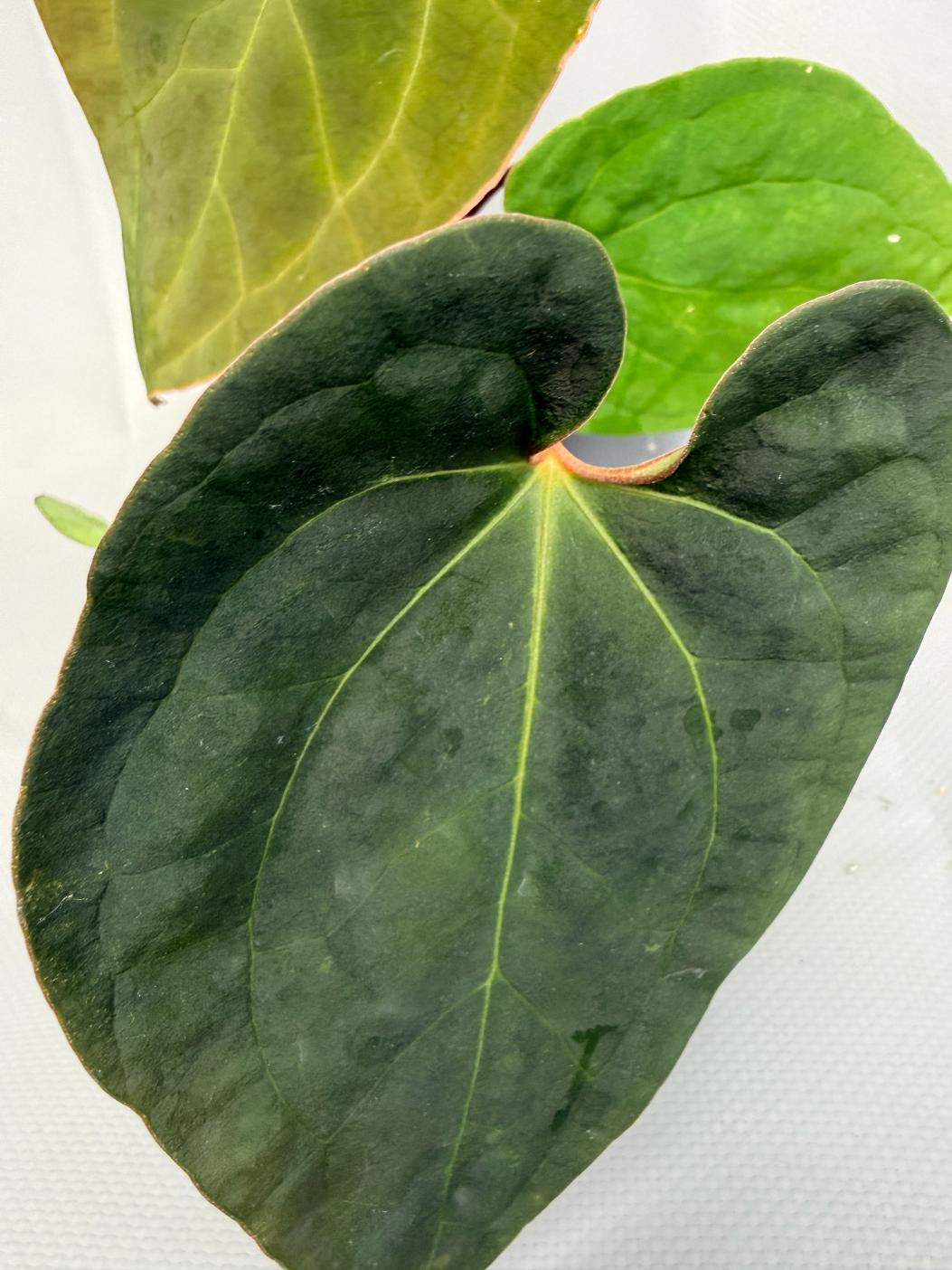 Anthurium Besseae hybrid 03