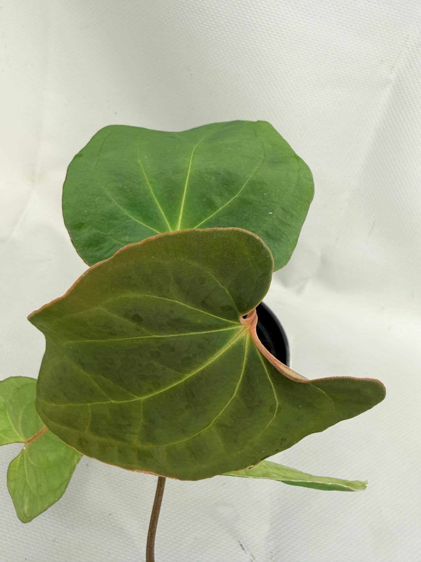 Anthurium Besseae hybrid 04