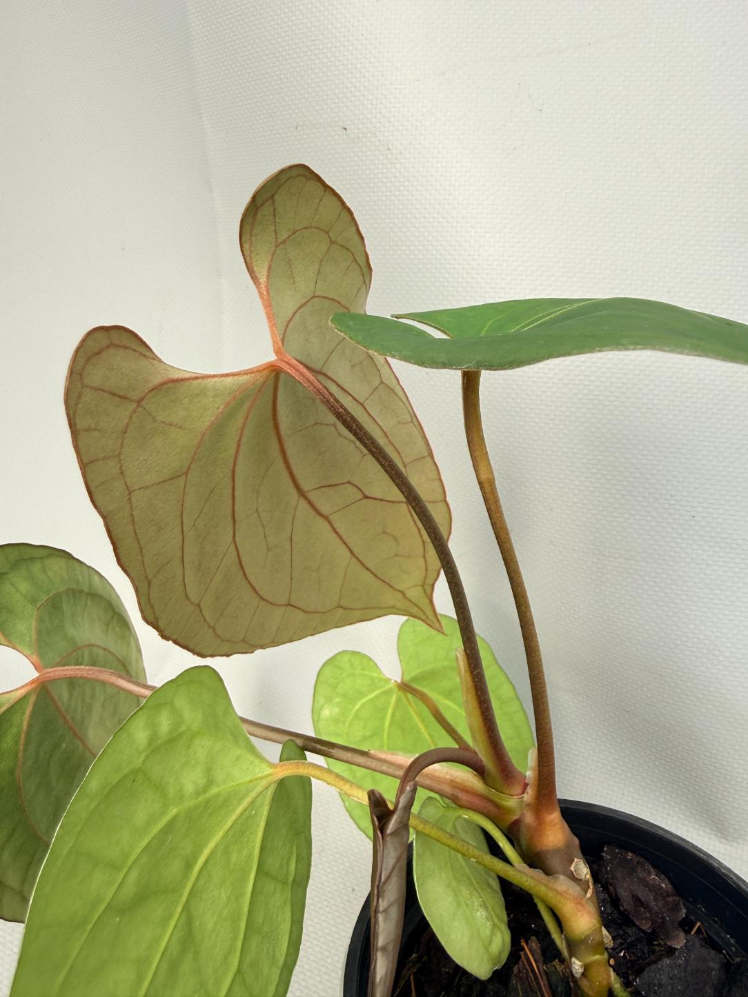 Anthurium Besseae hybrid 05