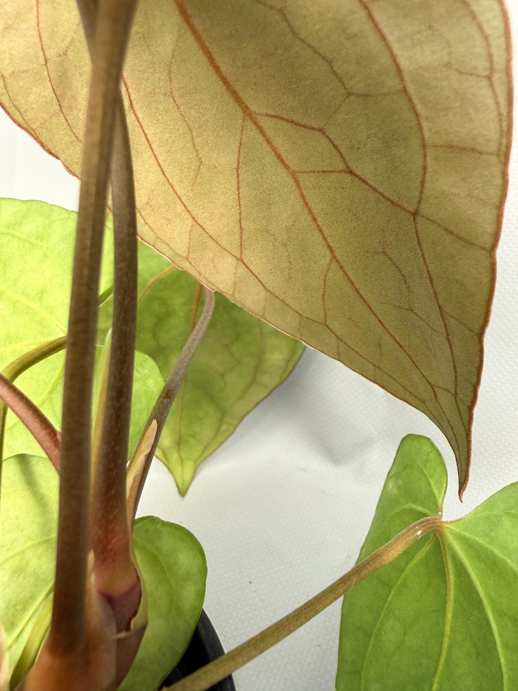 Anthurium Besseae hybrid 06