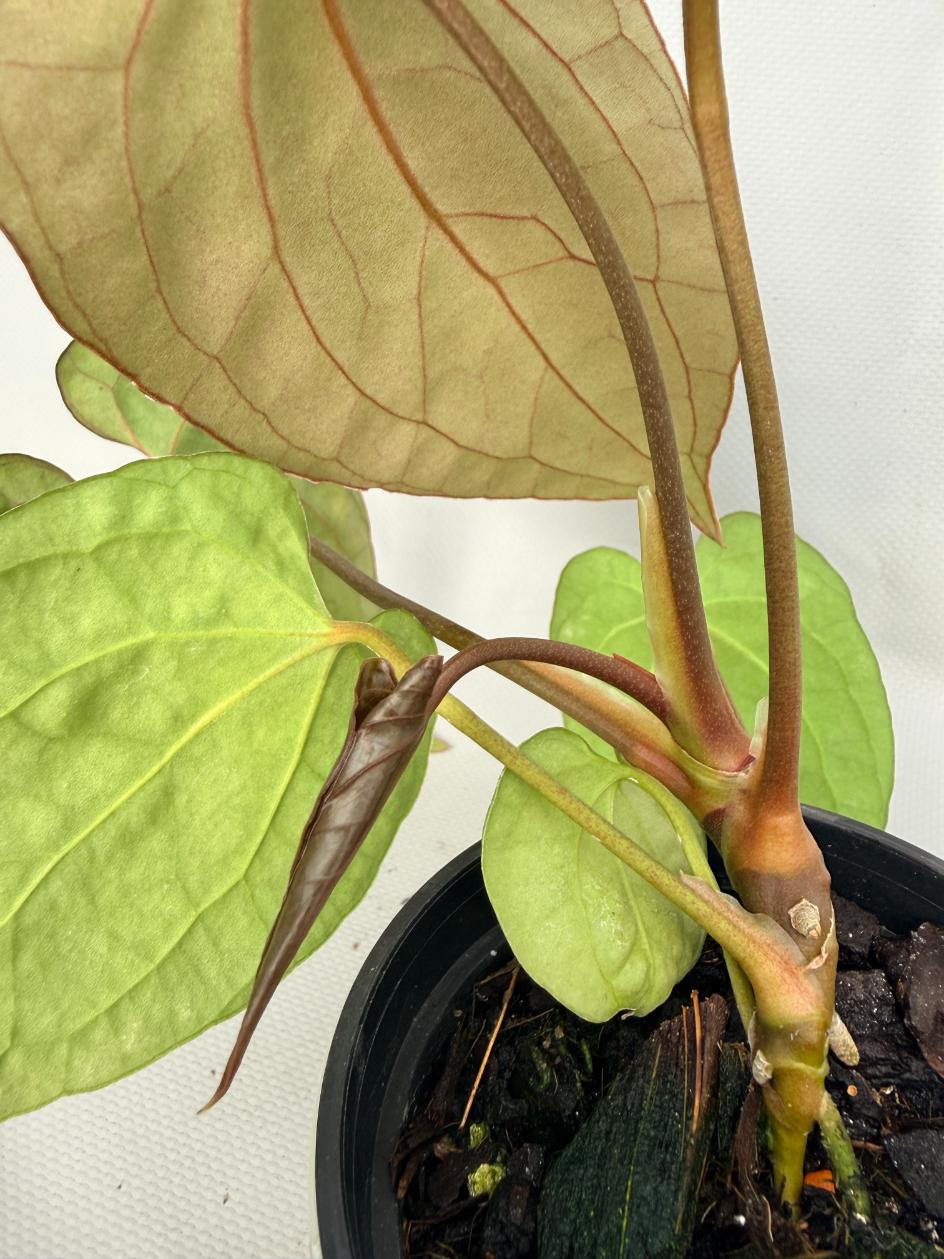 Anthurium Besseae hybrid 07