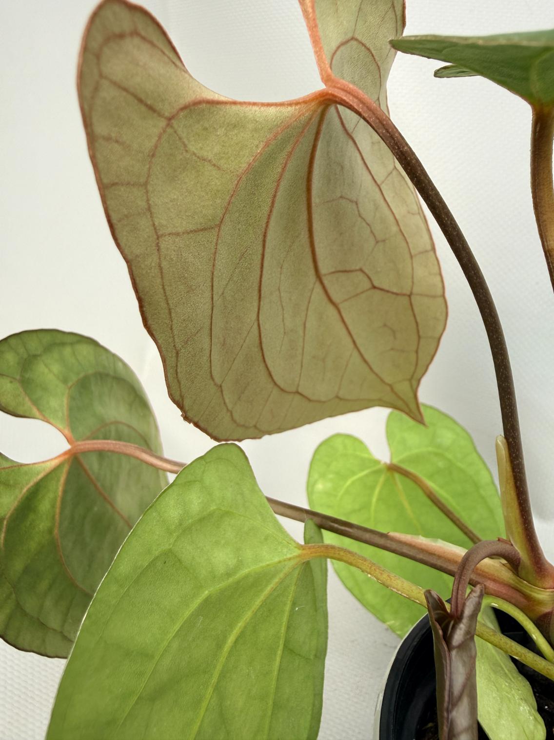 Anthurium Besseae hybrid 08