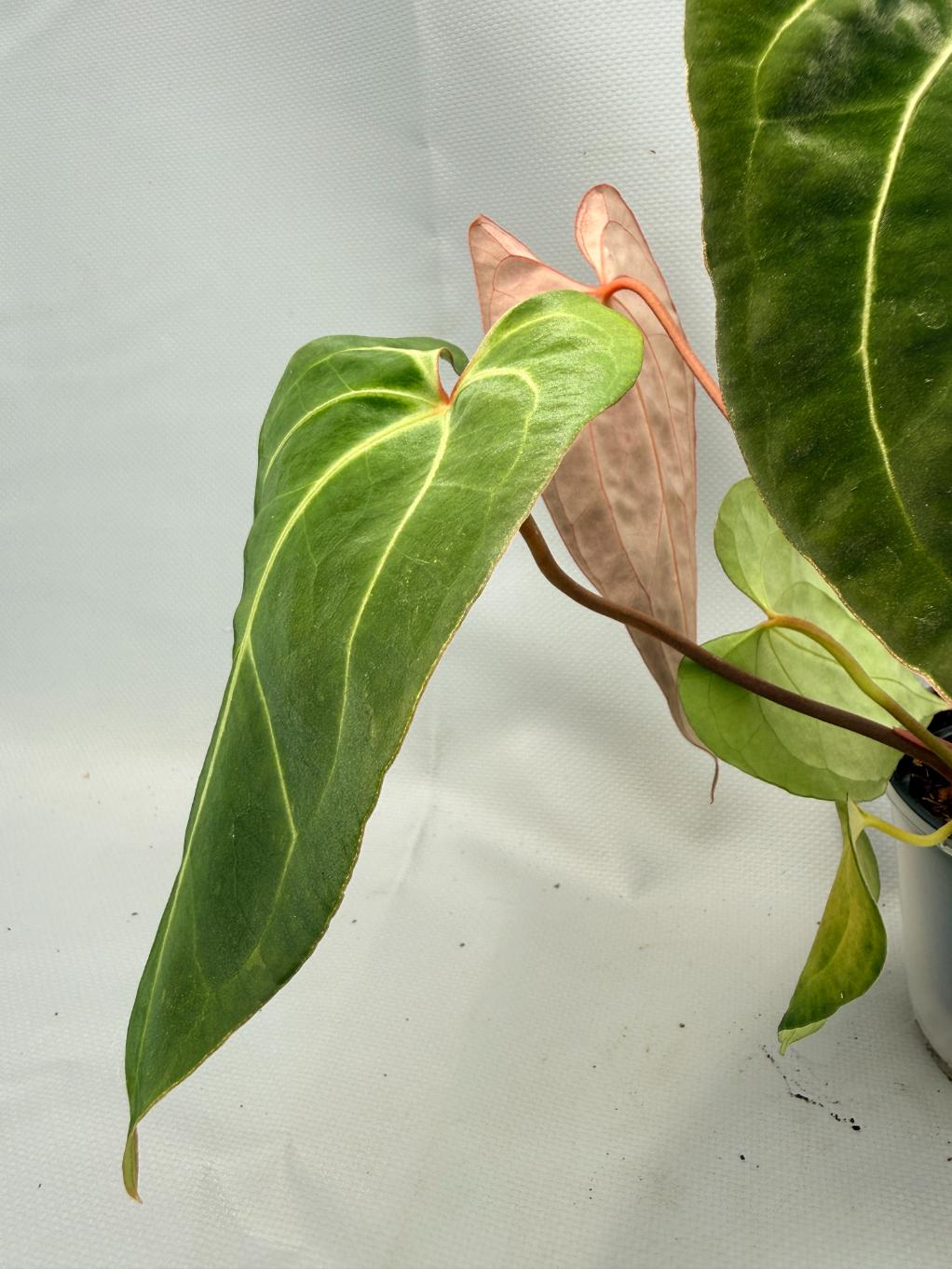 Anthurium Besseae hybrid